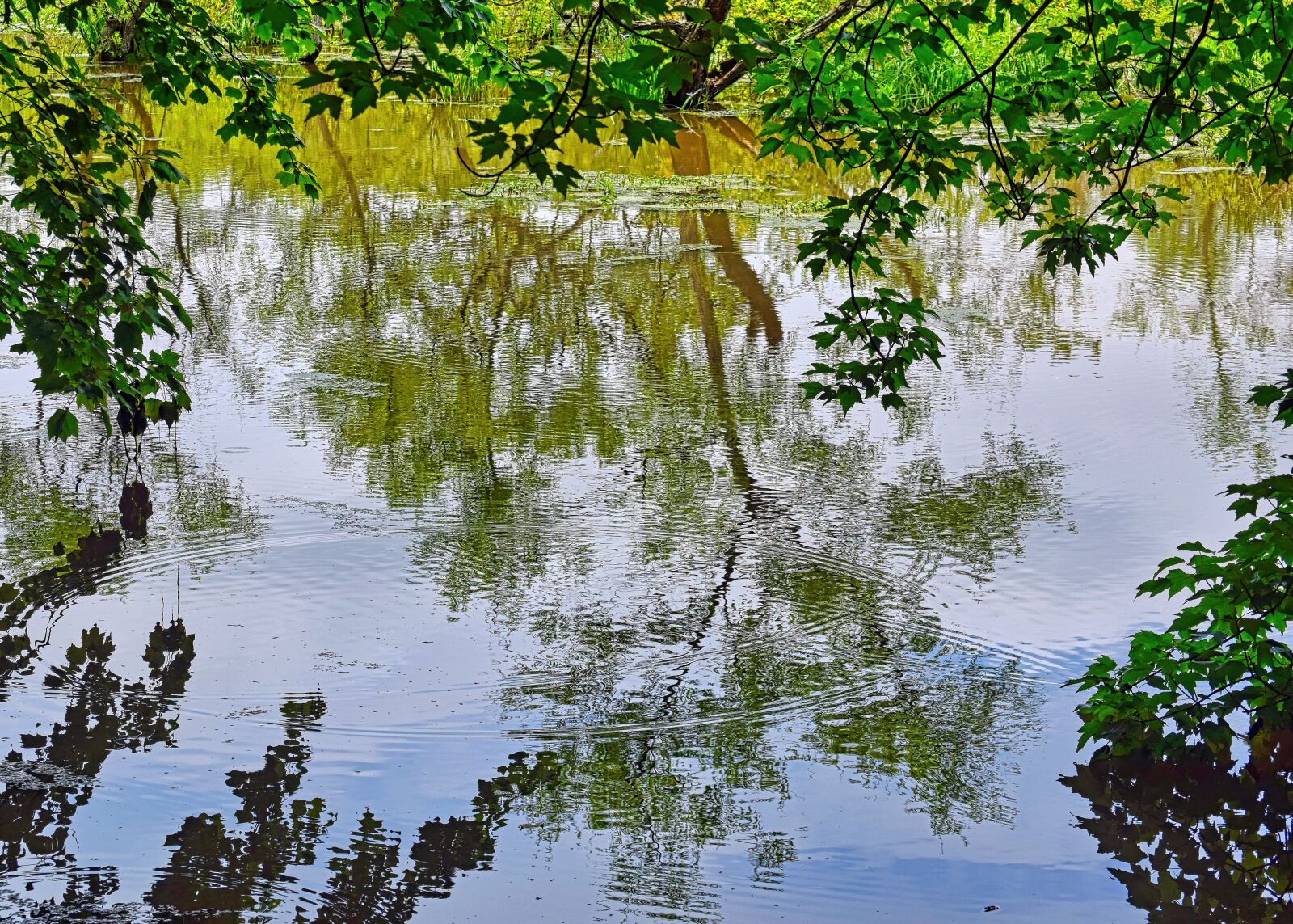 Nikon D3300 sample photo. Marsh, reflection, water photography