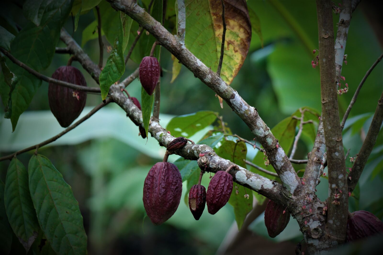 Samsung NX30 sample photo. Plant, fruits, cocoa photography