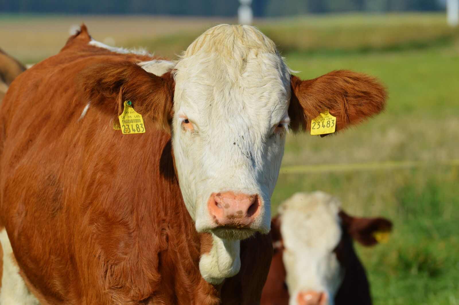 Nikon D3200 sample photo. Cow, animal, beef photography