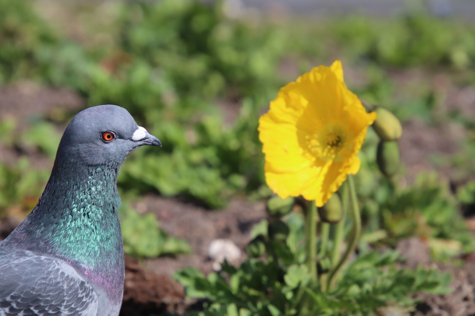 Canon EOS 800D (EOS Rebel T7i / EOS Kiss X9i) sample photo. Pigeon, bird, pigeons photography