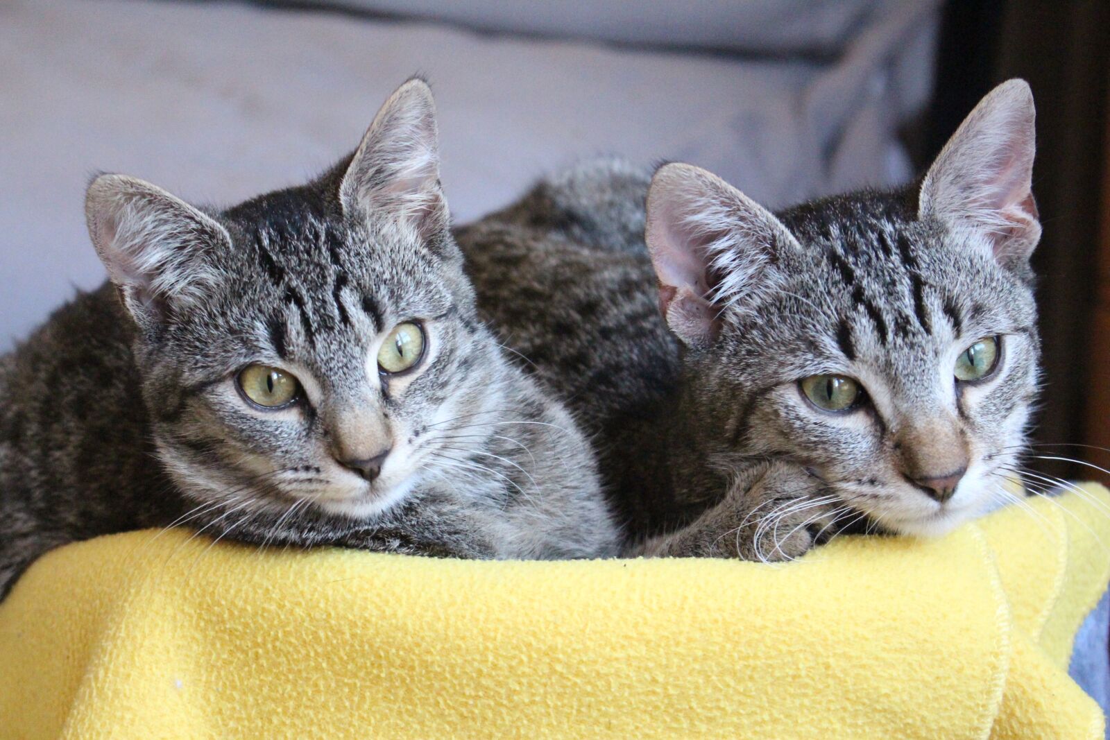 Canon EOS 700D (EOS Rebel T5i / EOS Kiss X7i) sample photo. Cat, animals, eyes photography
