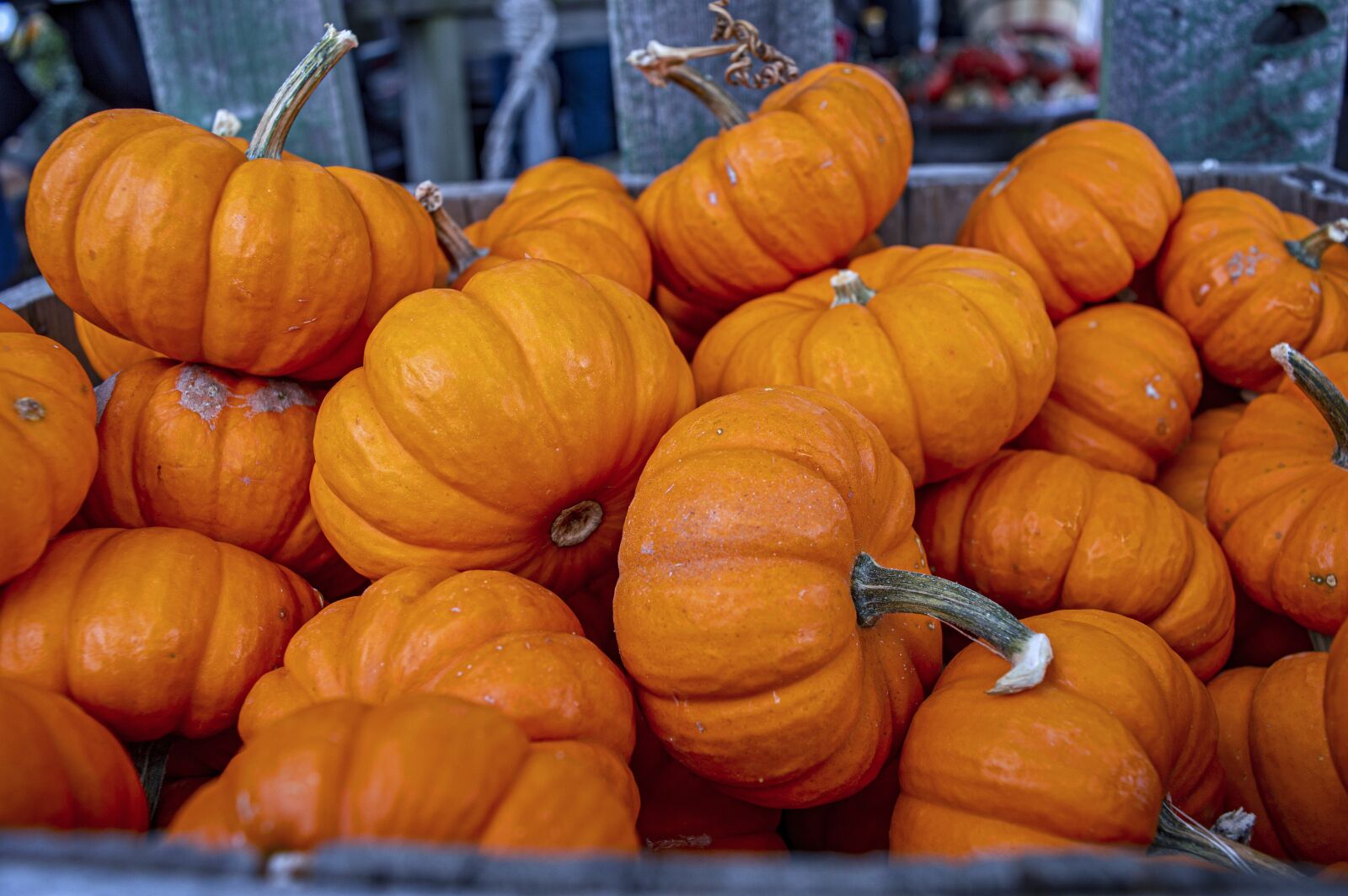 Nikon D3200 sample photo. Pumpkins, fall, fall harvest photography