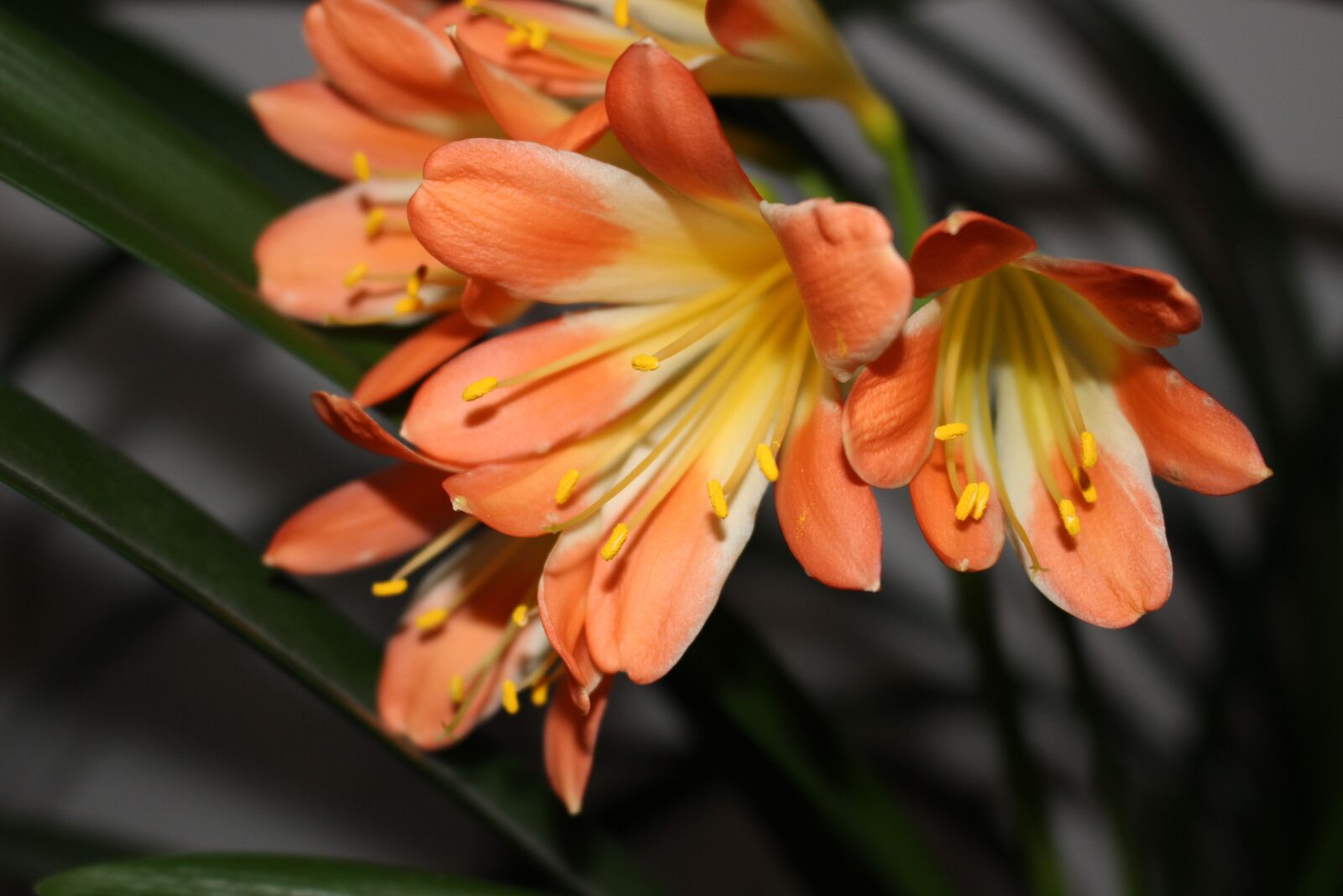 Canon EOS 100D (EOS Rebel SL1 / EOS Kiss X7) sample photo. Flower, orange, macro photography