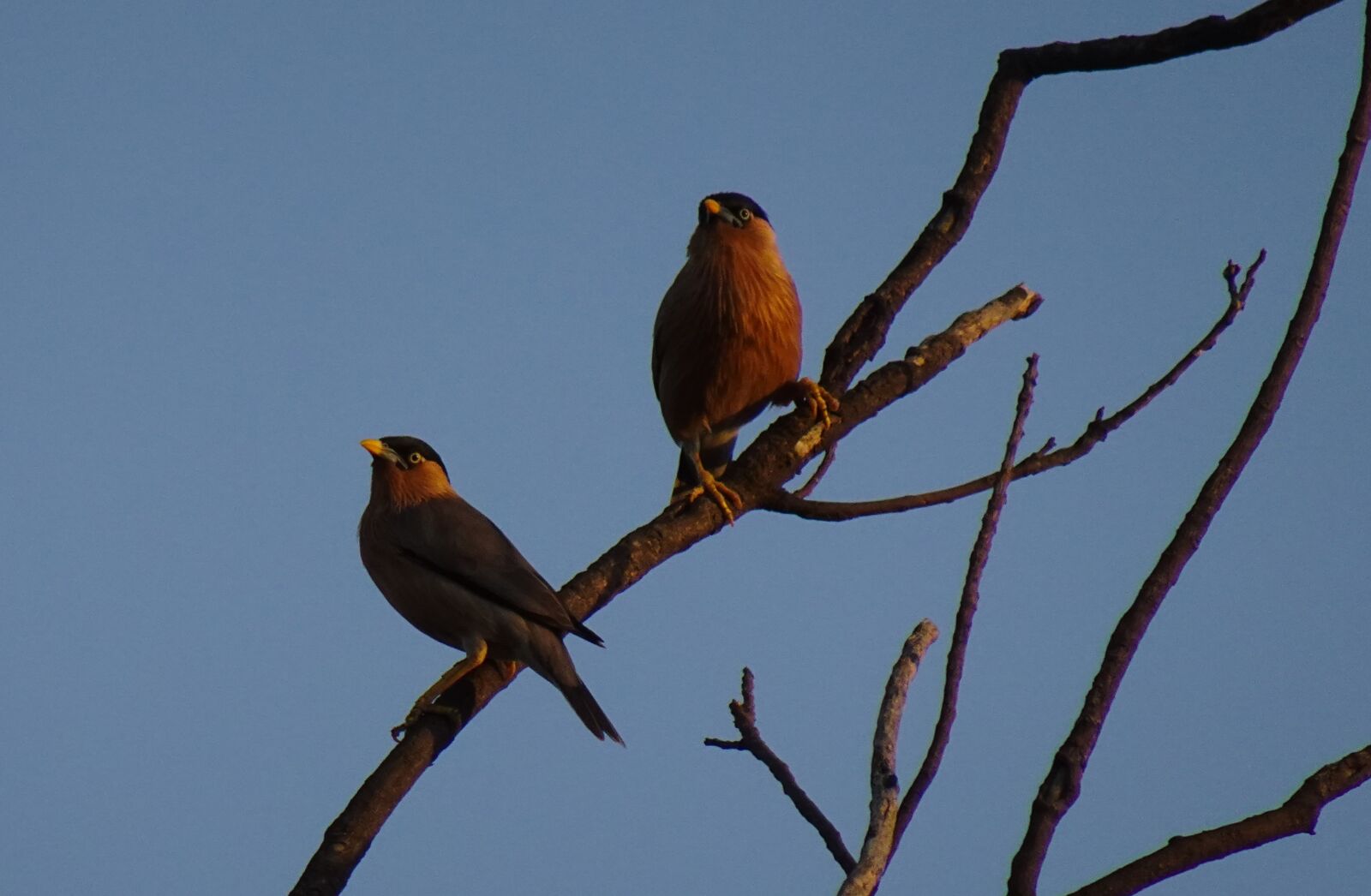 Sony DSC-WX800 sample photo. Bird, aves, brahminy myna photography