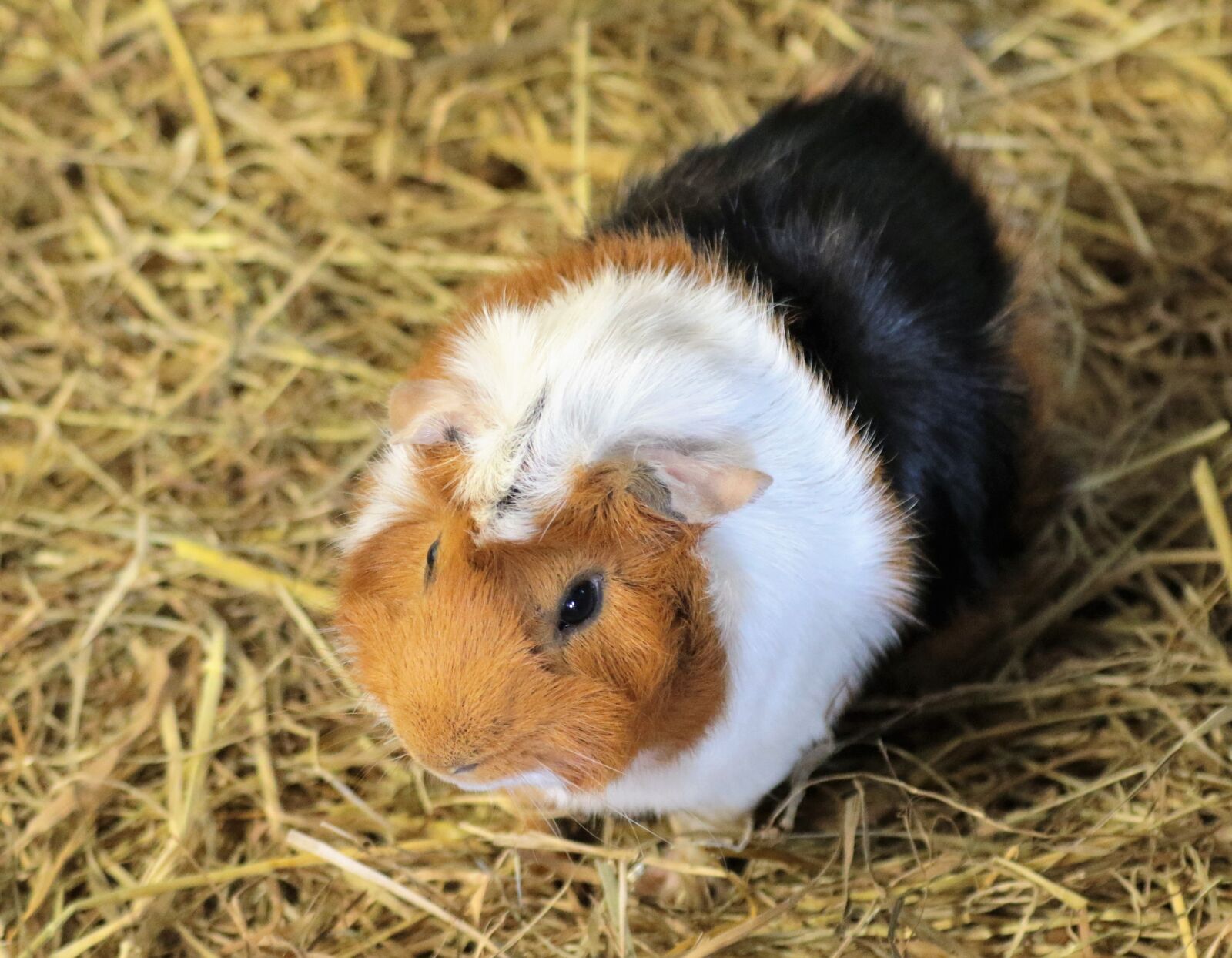 Canon EF 70-300mm F4-5.6L IS USM sample photo. Guinea pig, rodent, animal photography