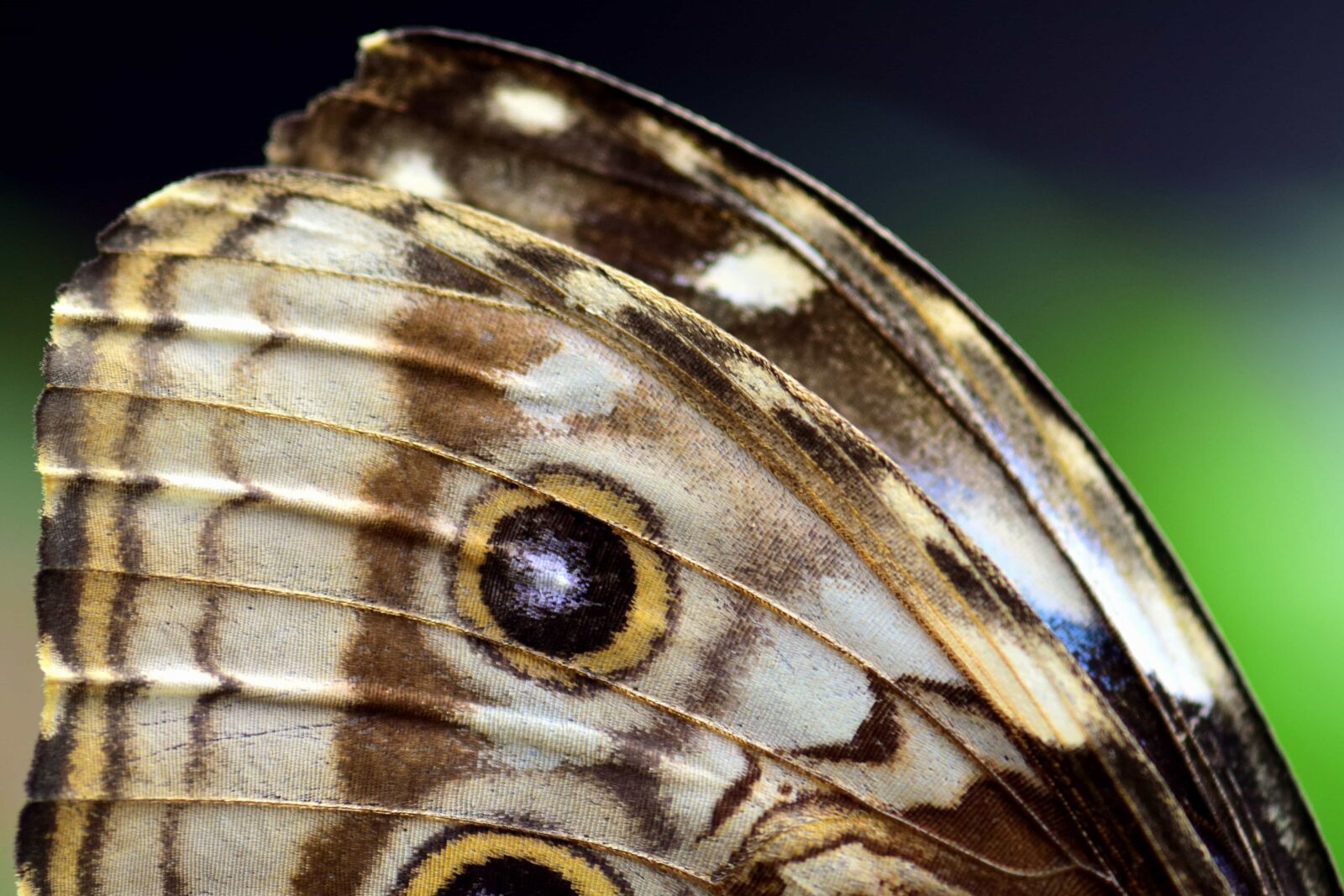 Nikon D3300 sample photo. Butterfly, wings, macro, detail photography