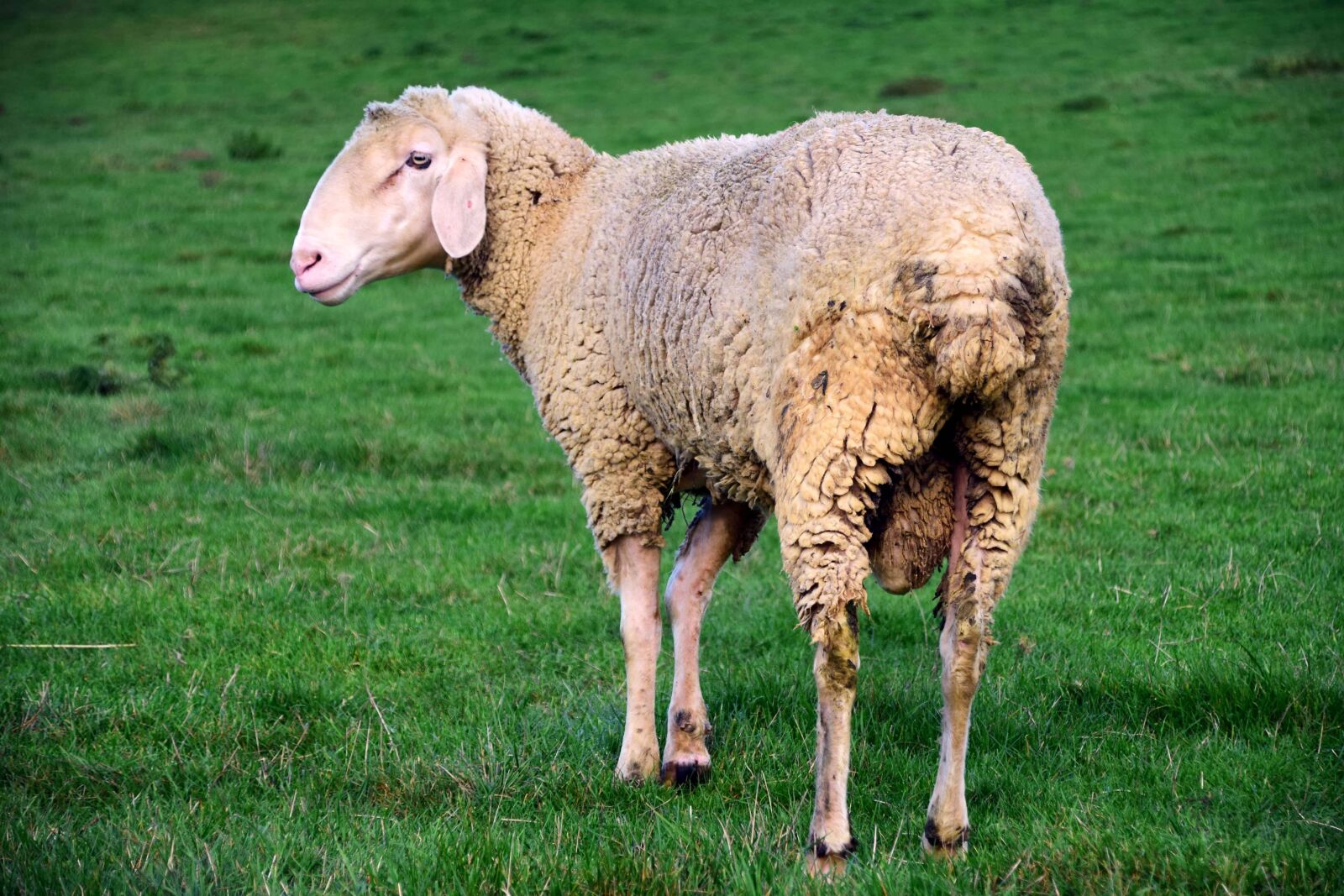 Nikon D3300 sample photo. Sheep, livestock, agriculture, animal photography