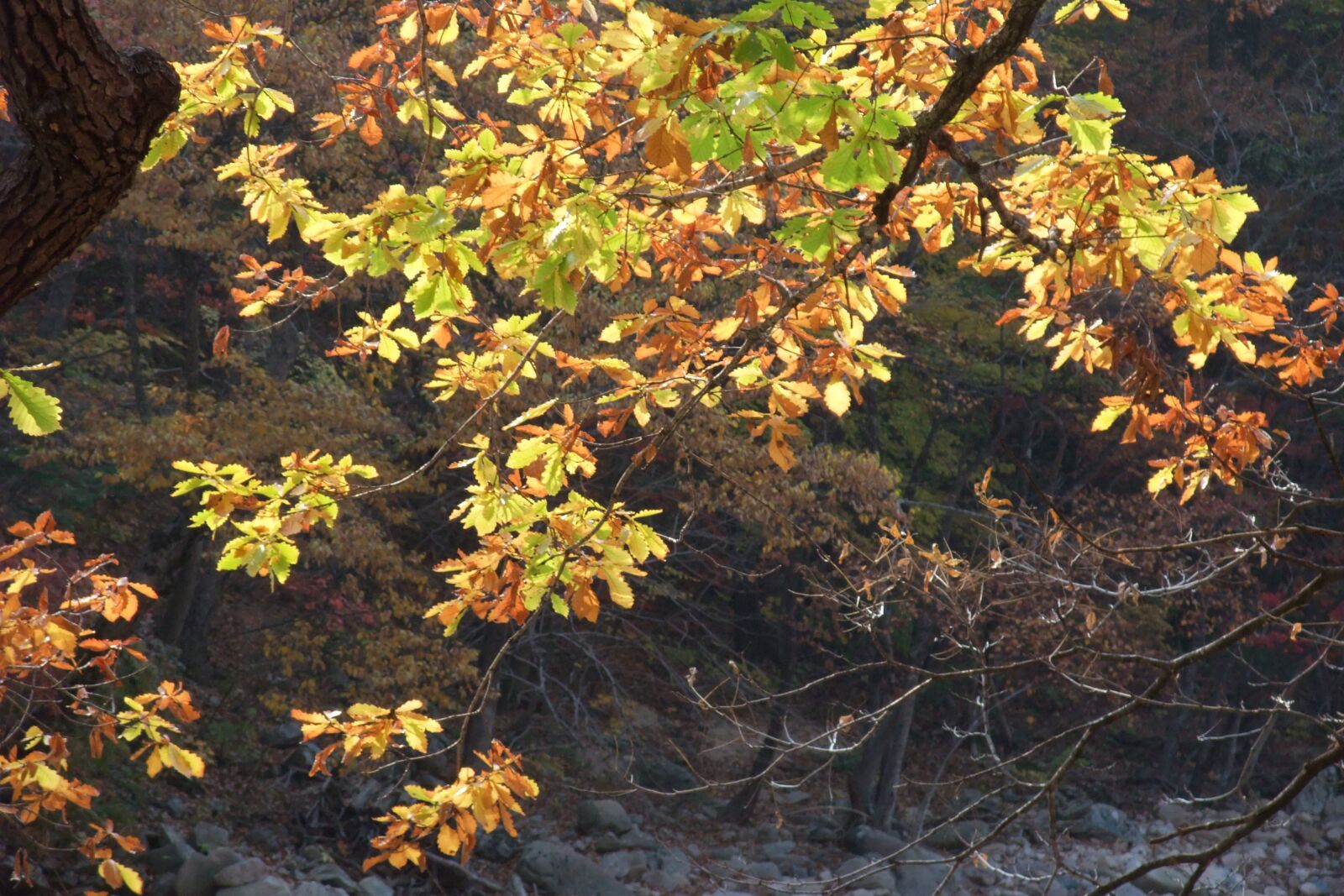 Fujifilm FinePix F100fd sample photo. Autumn leaves, autumn, forest photography