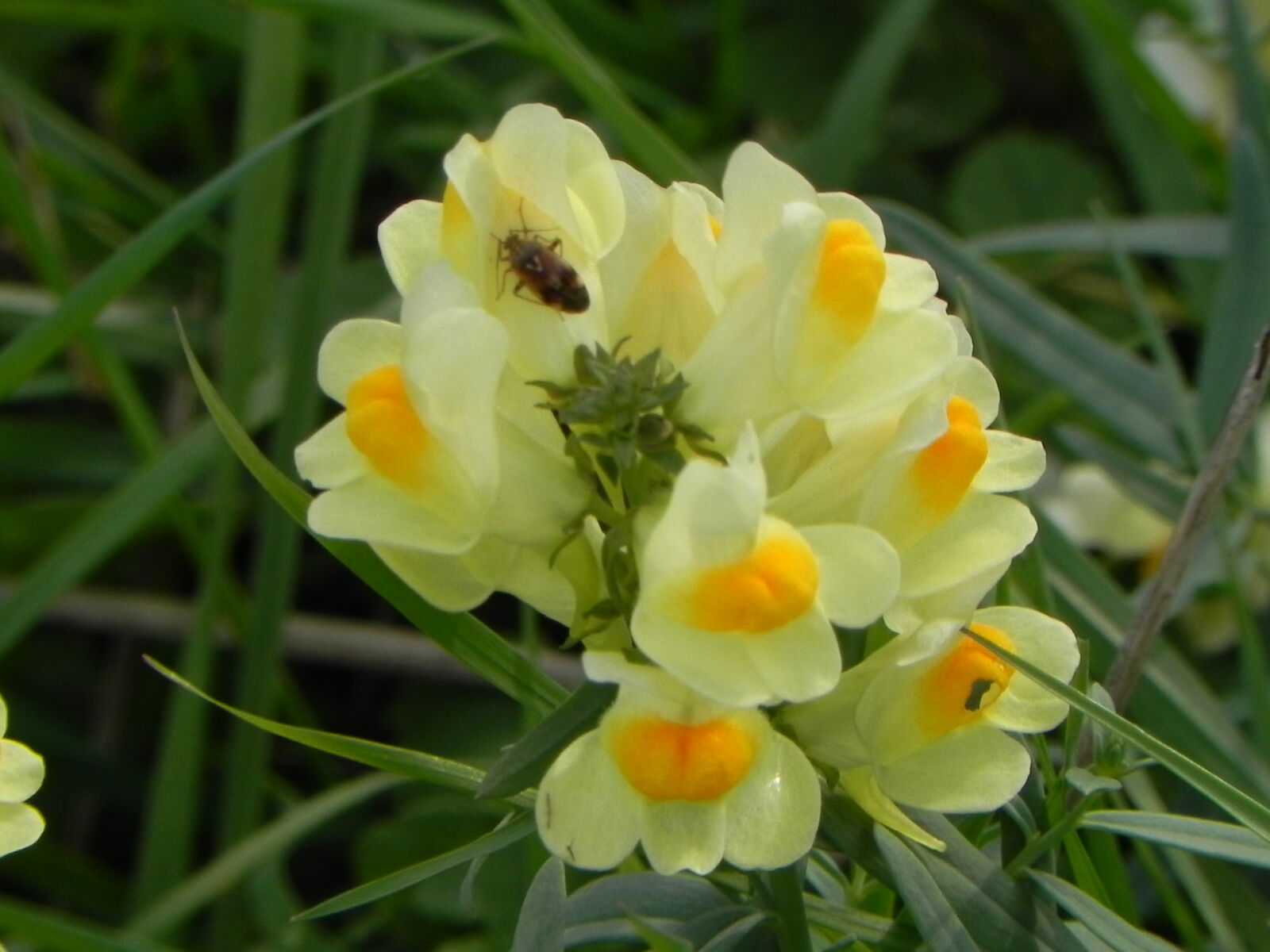 Nikon Coolpix P100 sample photo. Bee, flower, spring, yellow photography