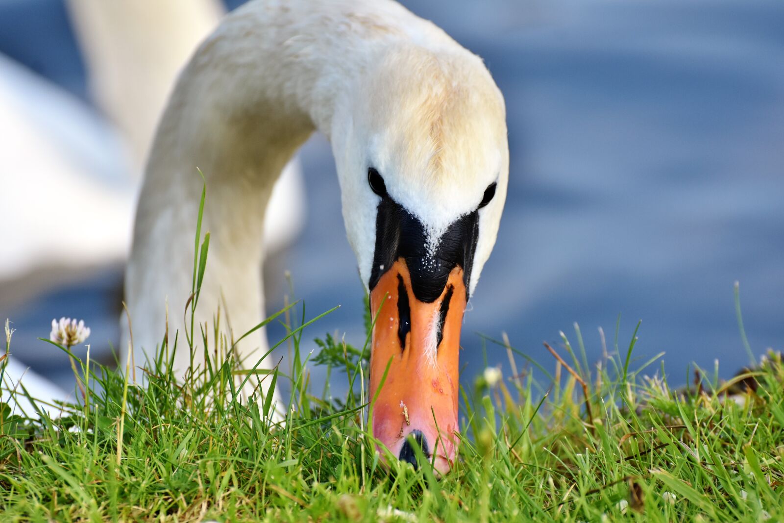 Nikon D7200 sample photo. Swan, water bird, schwimmvogel photography
