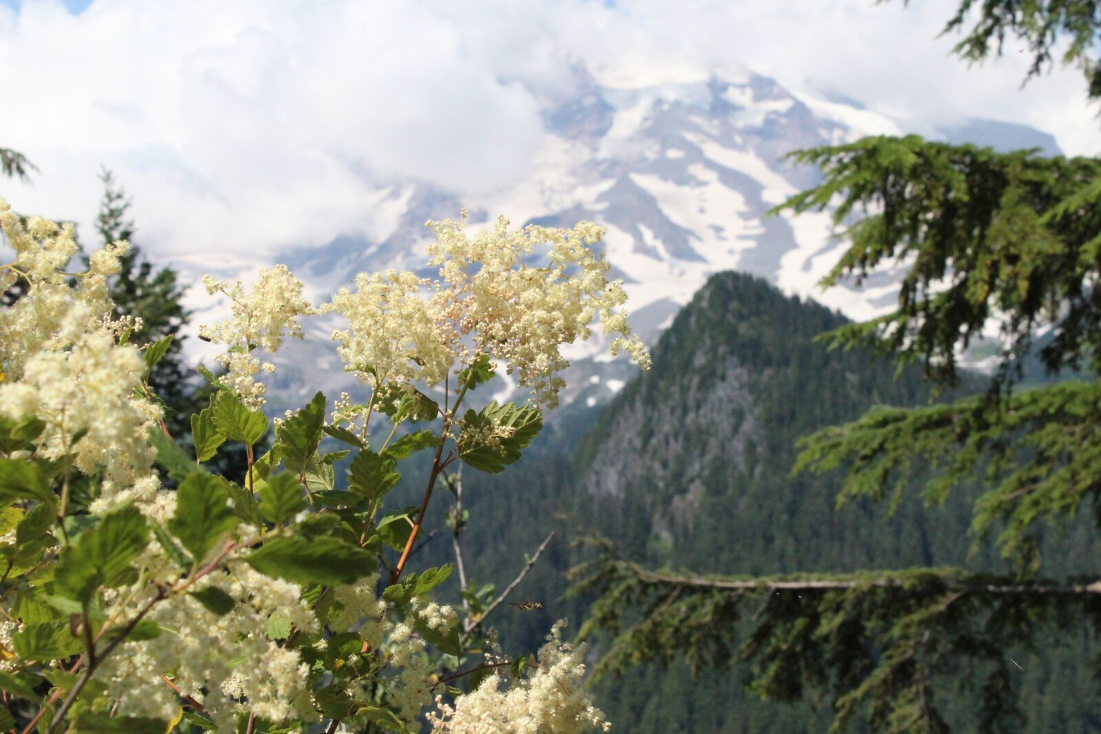 Canon EOS 1300D (EOS Rebel T6 / EOS Kiss X80) sample photo. Mount rainier, mountain, rainier photography
