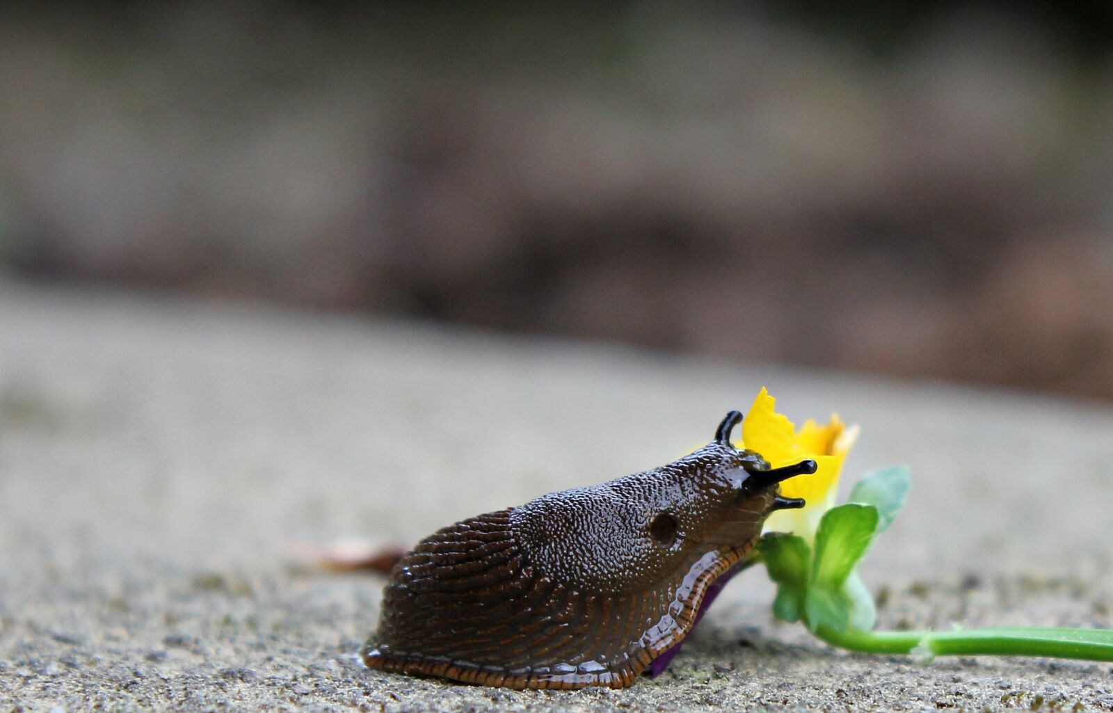 Canon EOS 550D (EOS Rebel T2i / EOS Kiss X4) sample photo. Snail, slug, mollusk photography