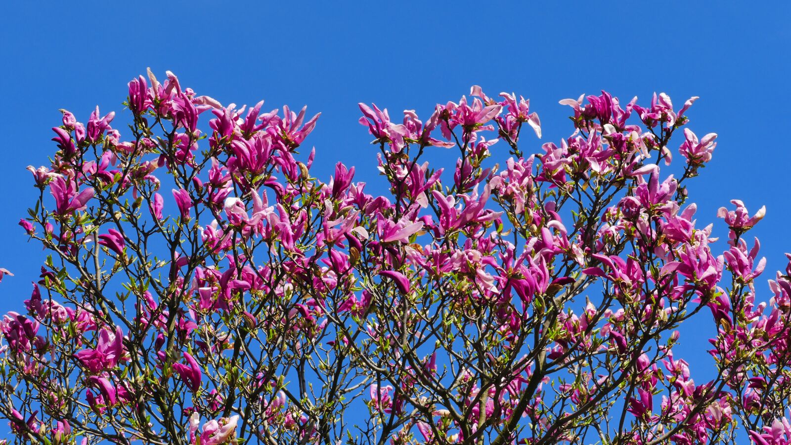 Panasonic Lumix DMC-FZ1000 sample photo. Magnolia, flowers, spring photography