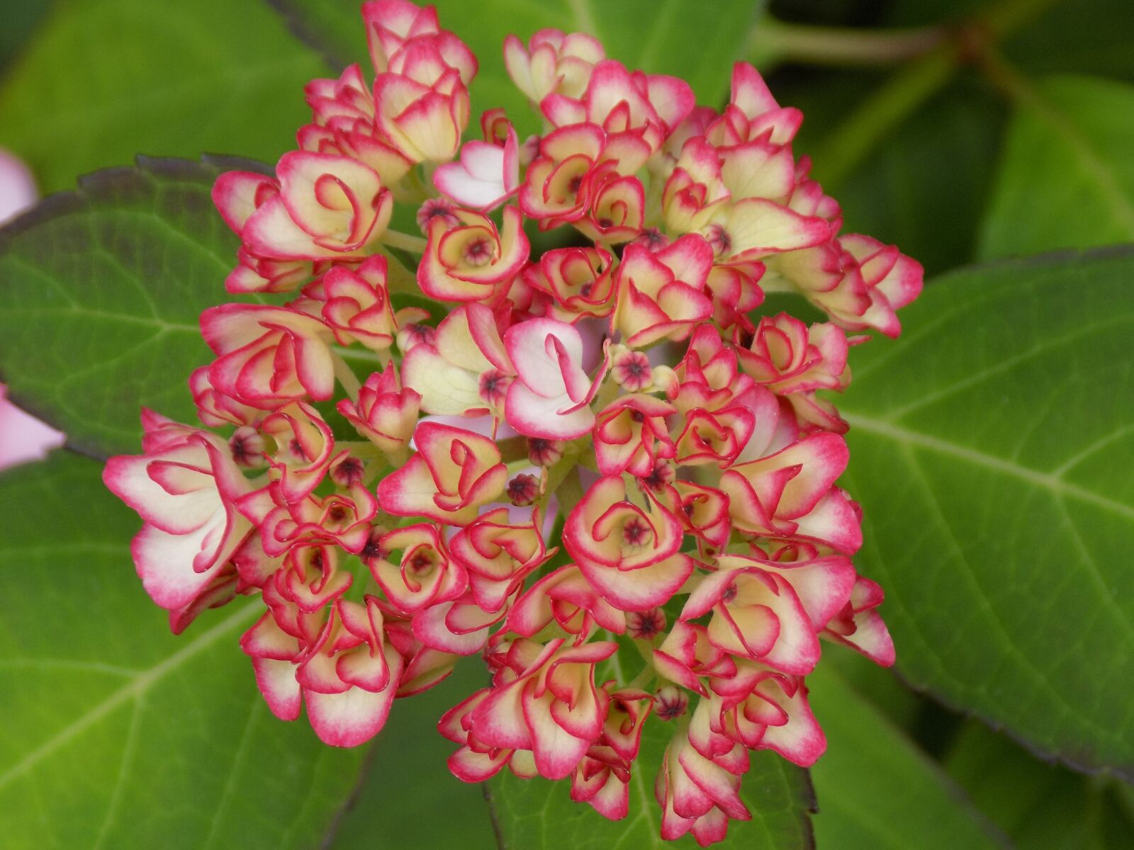 Nikon COOLPIX L340 sample photo. Hydrangea, flower, plant photography