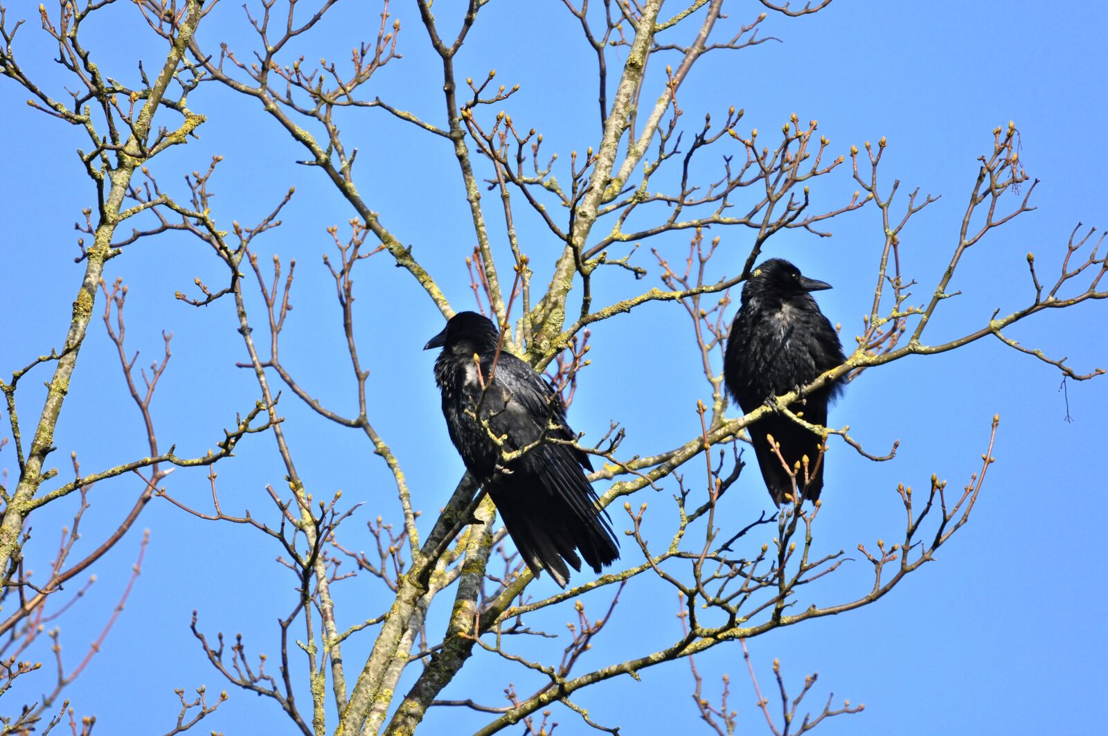 Nikon D90 sample photo. Crow, bird, animal photography