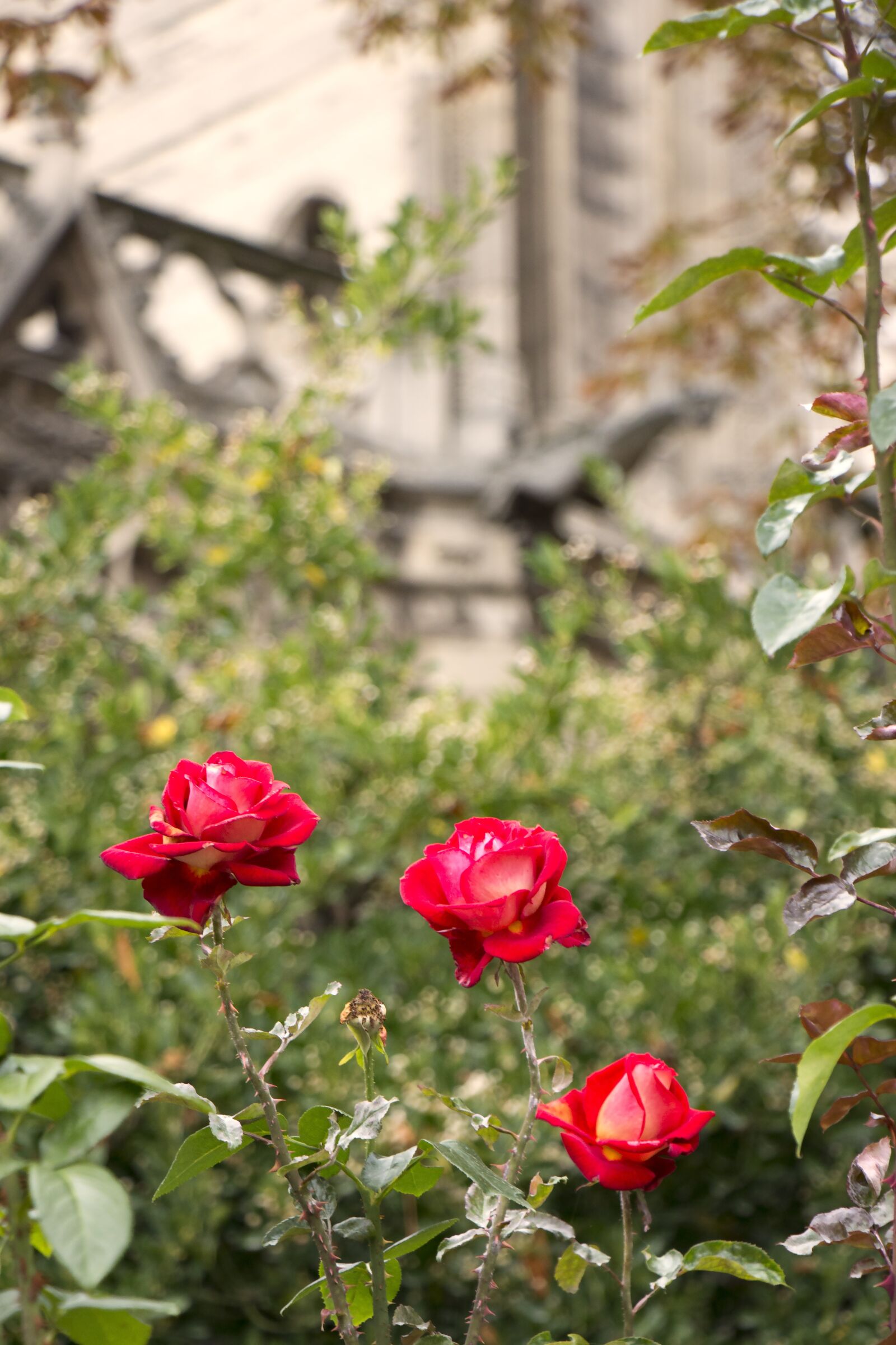 Canon EOS 700D (EOS Rebel T5i / EOS Kiss X7i) sample photo. Background, wall, red photography