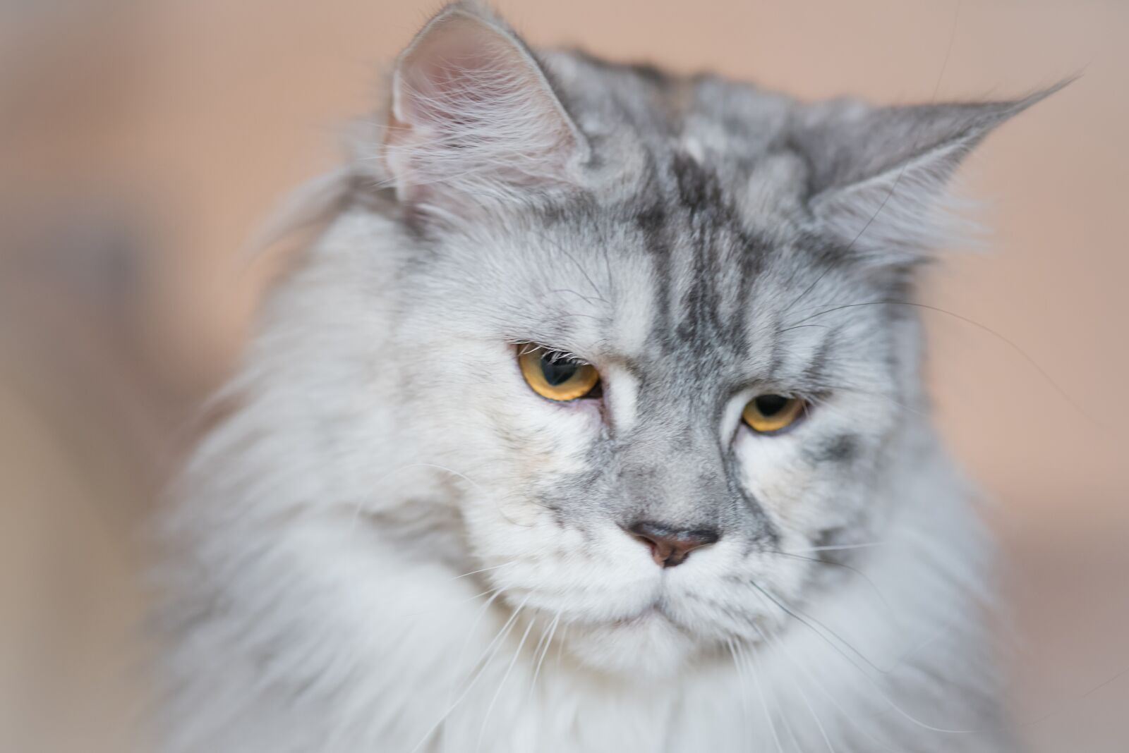 Nikon D750 sample photo. Cat, white, silver photography