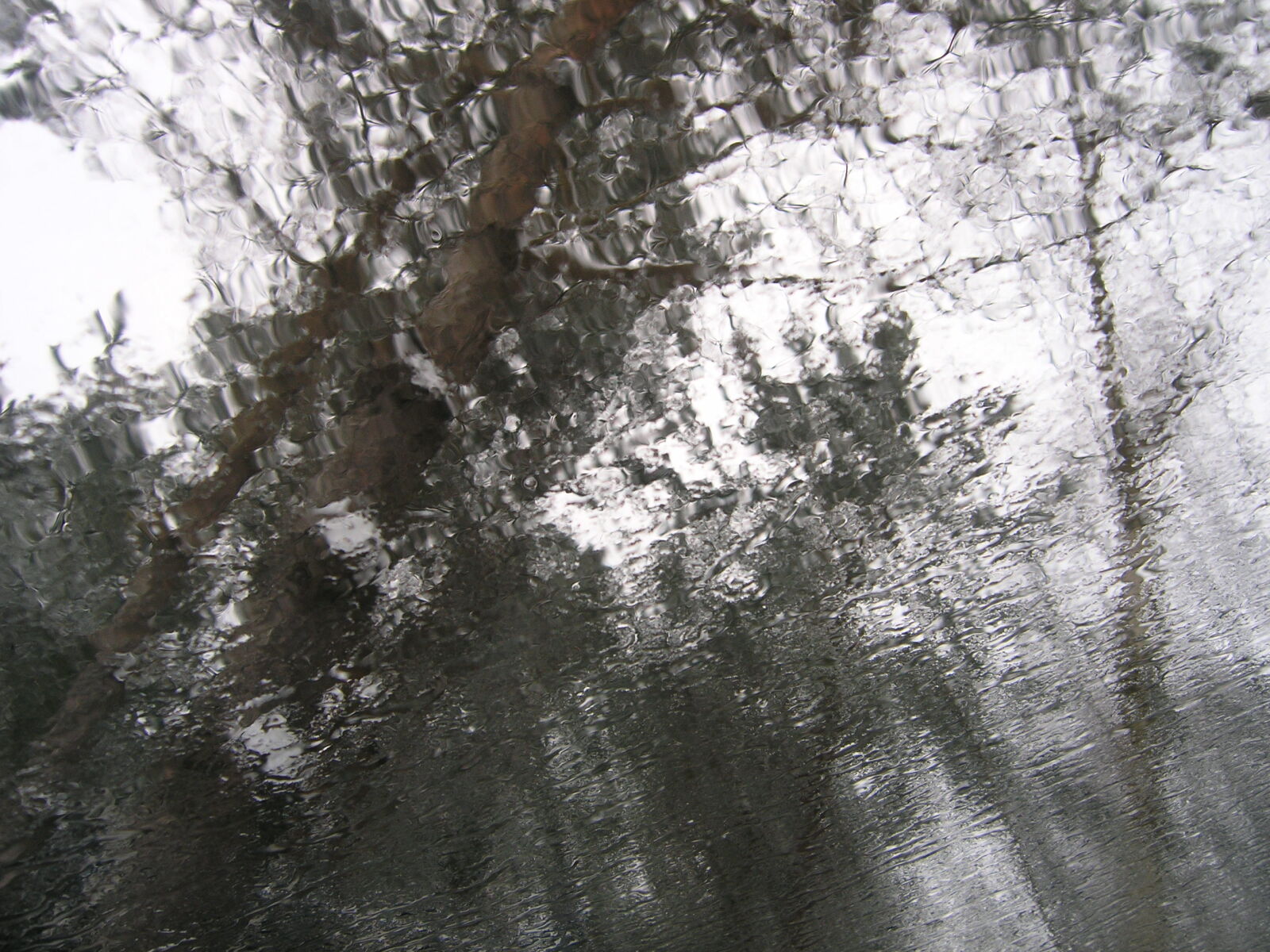Olympus C5060WZ sample photo. Fuzzy, rain, tree, water photography