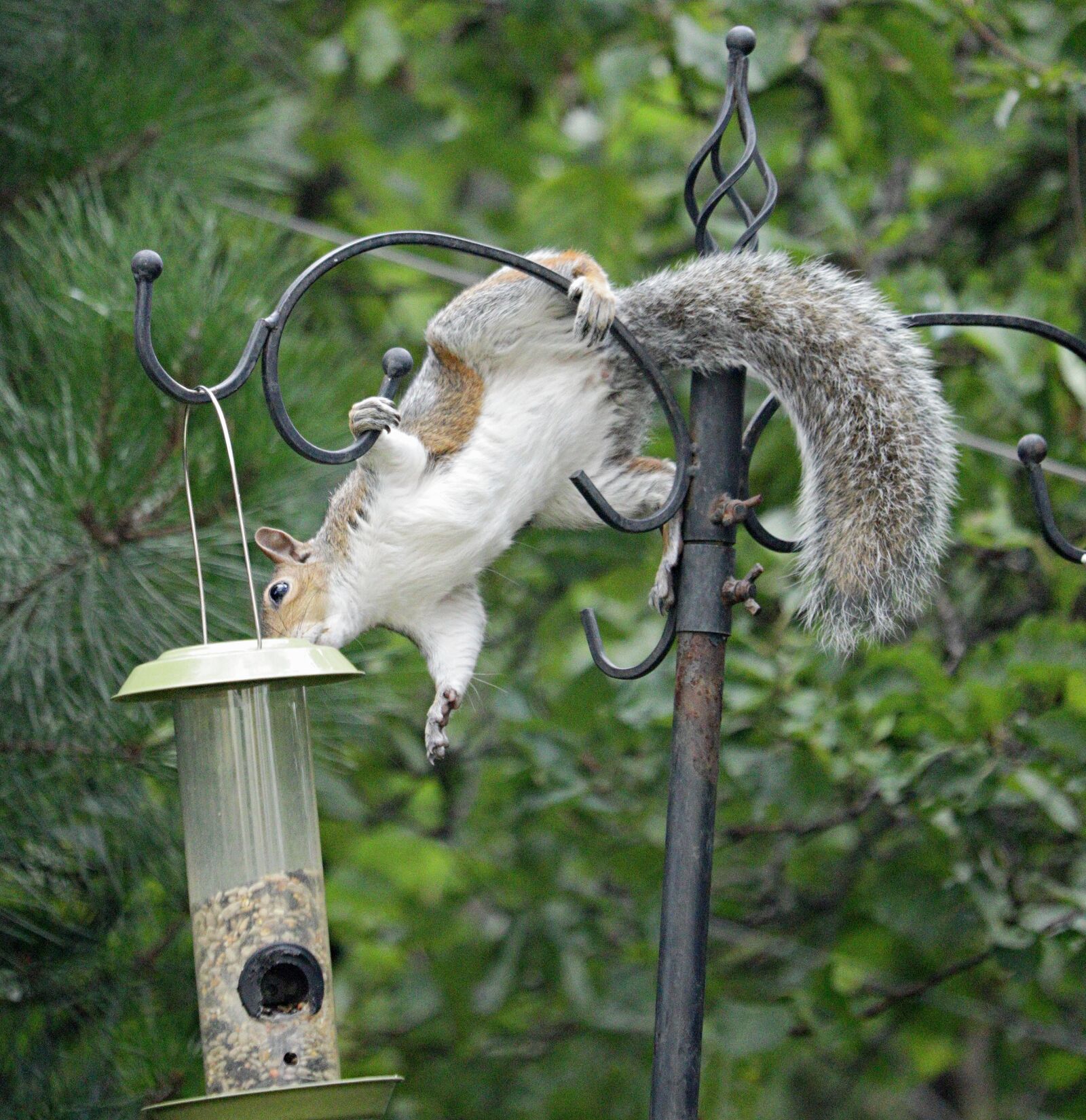 Canon EOS 750D (EOS Rebel T6i / EOS Kiss X8i) + Canon EF-S 55-250mm F4-5.6 IS STM sample photo. Grey squirrel, acrobatic, bird photography