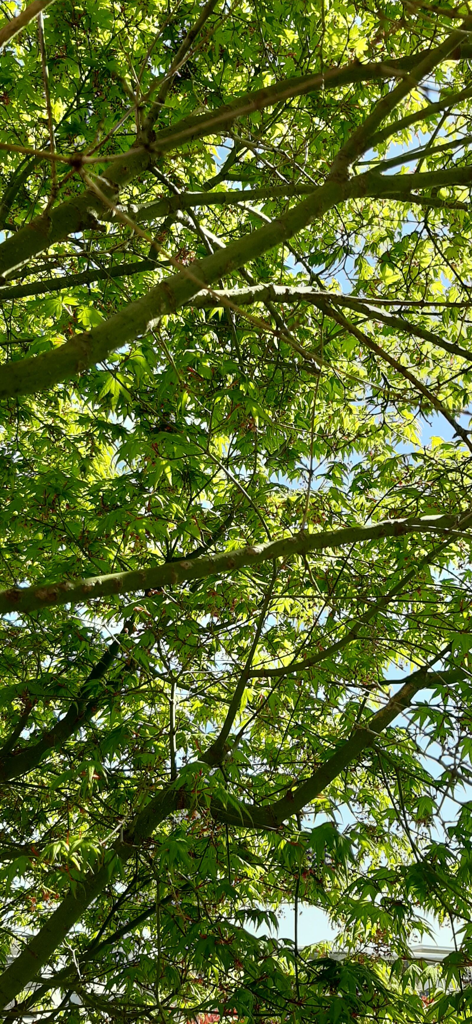 Samsung Galaxy A50 sample photo. Tree, green, summer photography