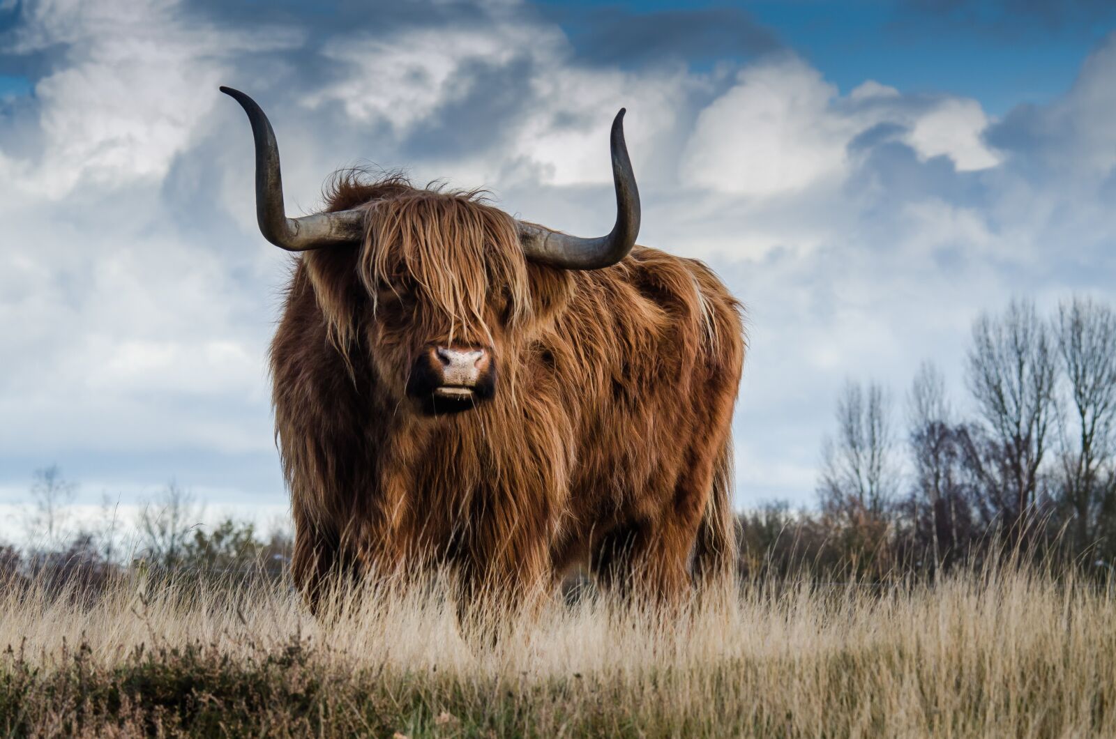 Nikon D7000 sample photo. Bull, landscape, nature photography