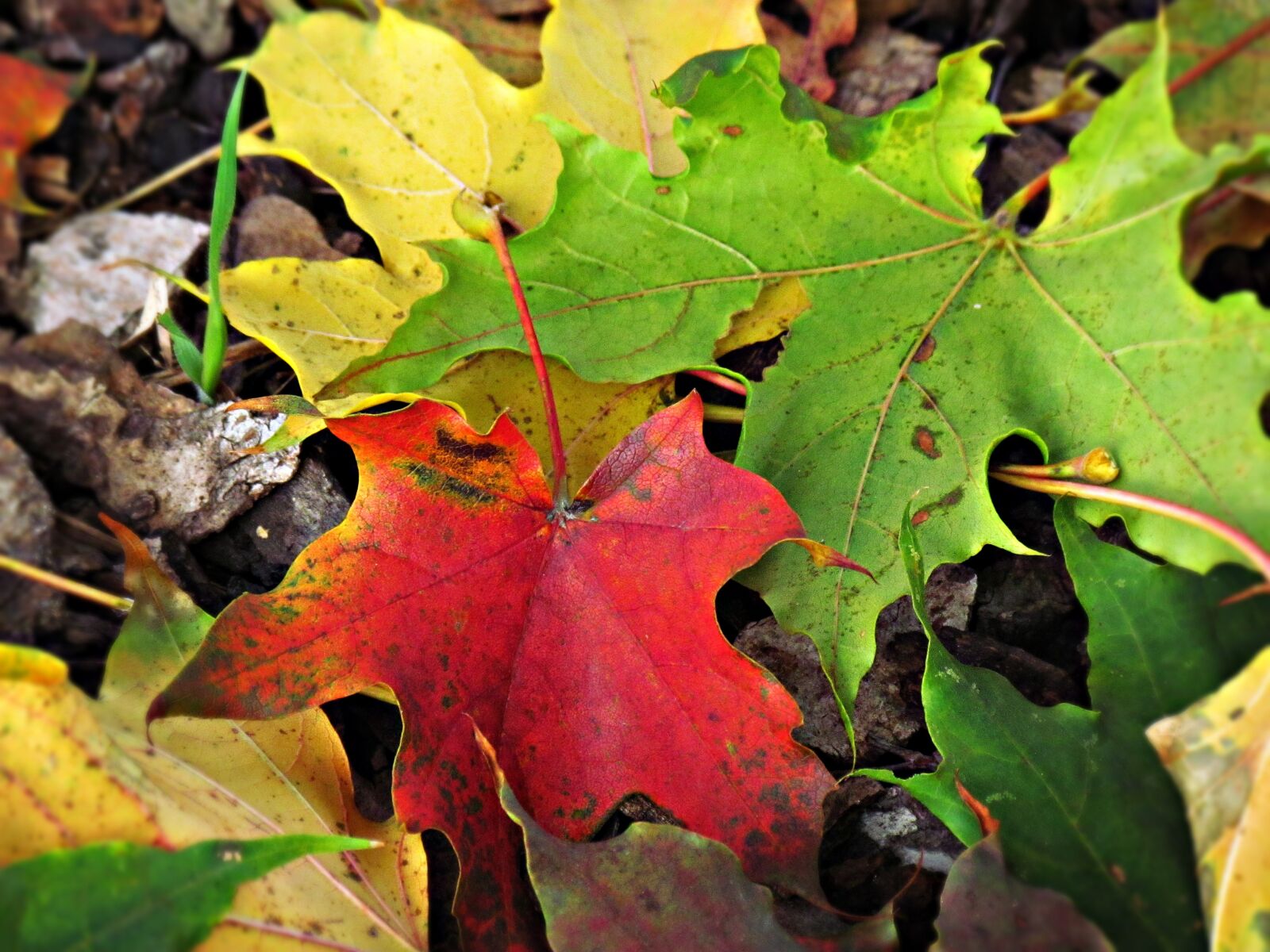 Canon PowerShot SX30 IS sample photo. Foliage, autumn, colors photography