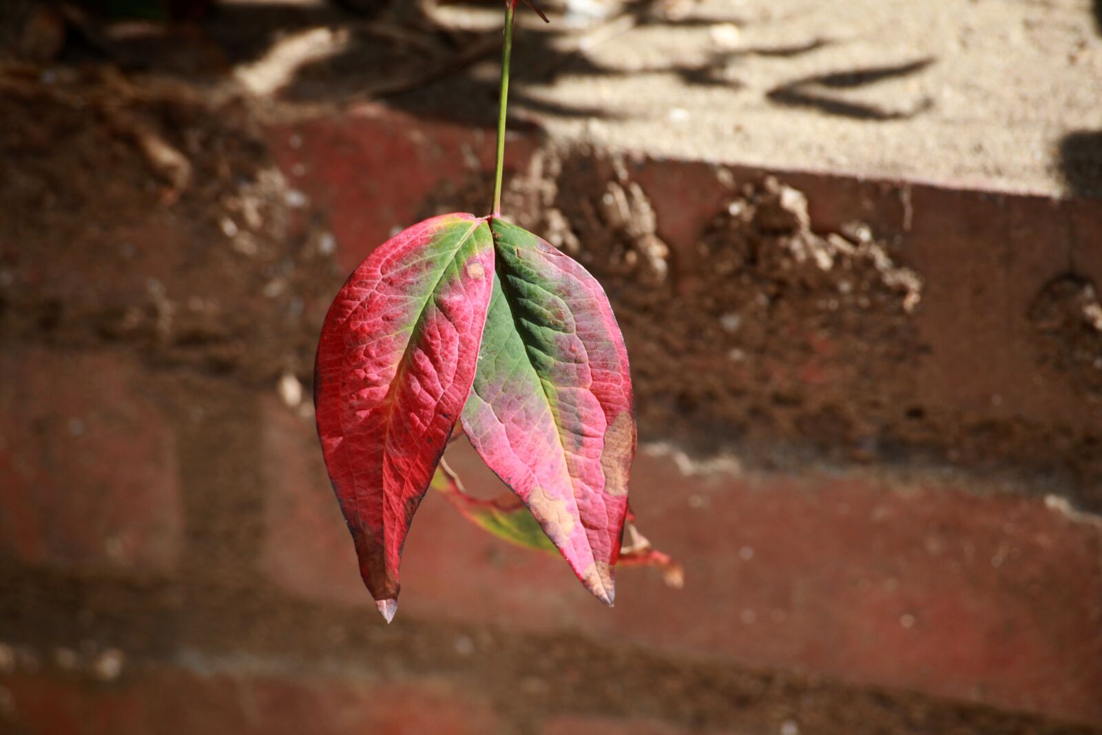 Canon EOS 5D Mark II sample photo. Leaf, the leaves, wipes photography