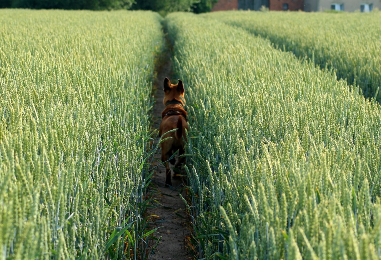 Canon EOS 1200D (EOS Rebel T5 / EOS Kiss X70 / EOS Hi) sample photo. Field, wheat, the path photography