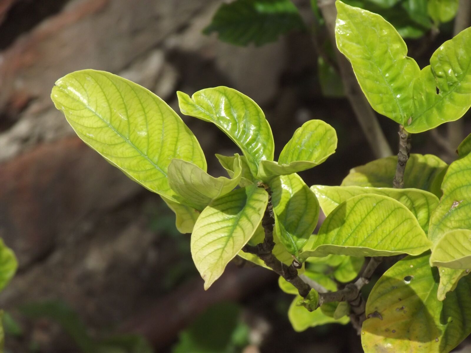 Fujifilm FinePix S2980 sample photo. Plant, nature, flora photography