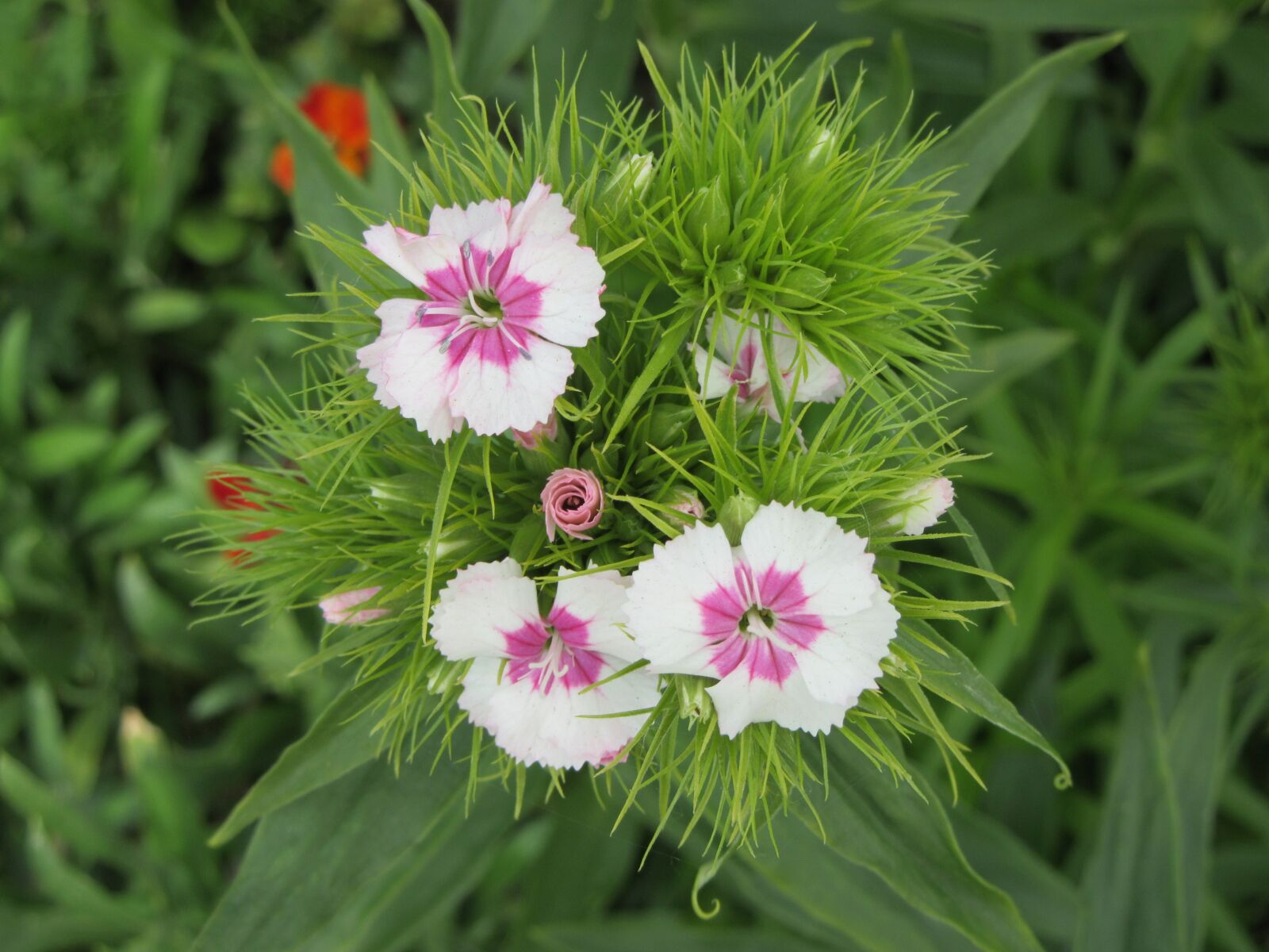 Canon PowerShot SX610 HS sample photo. Flowers, plant, white photography