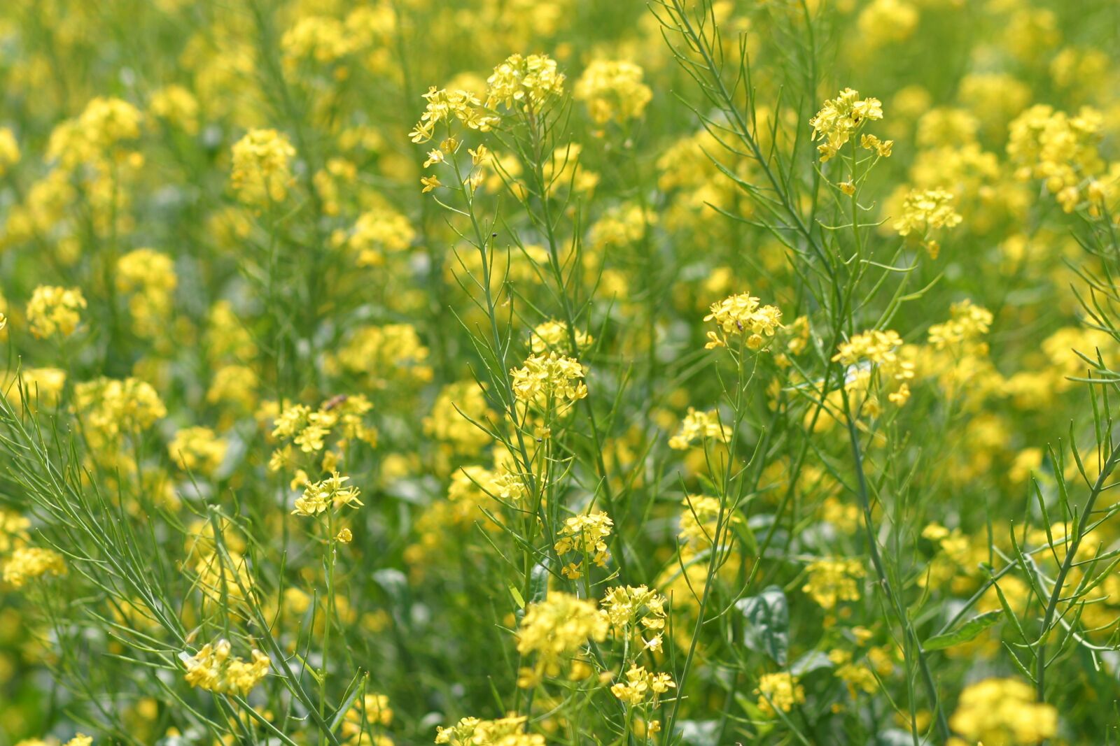 Canon EOS D60 sample photo. Yellow flowers, fields, flowers photography