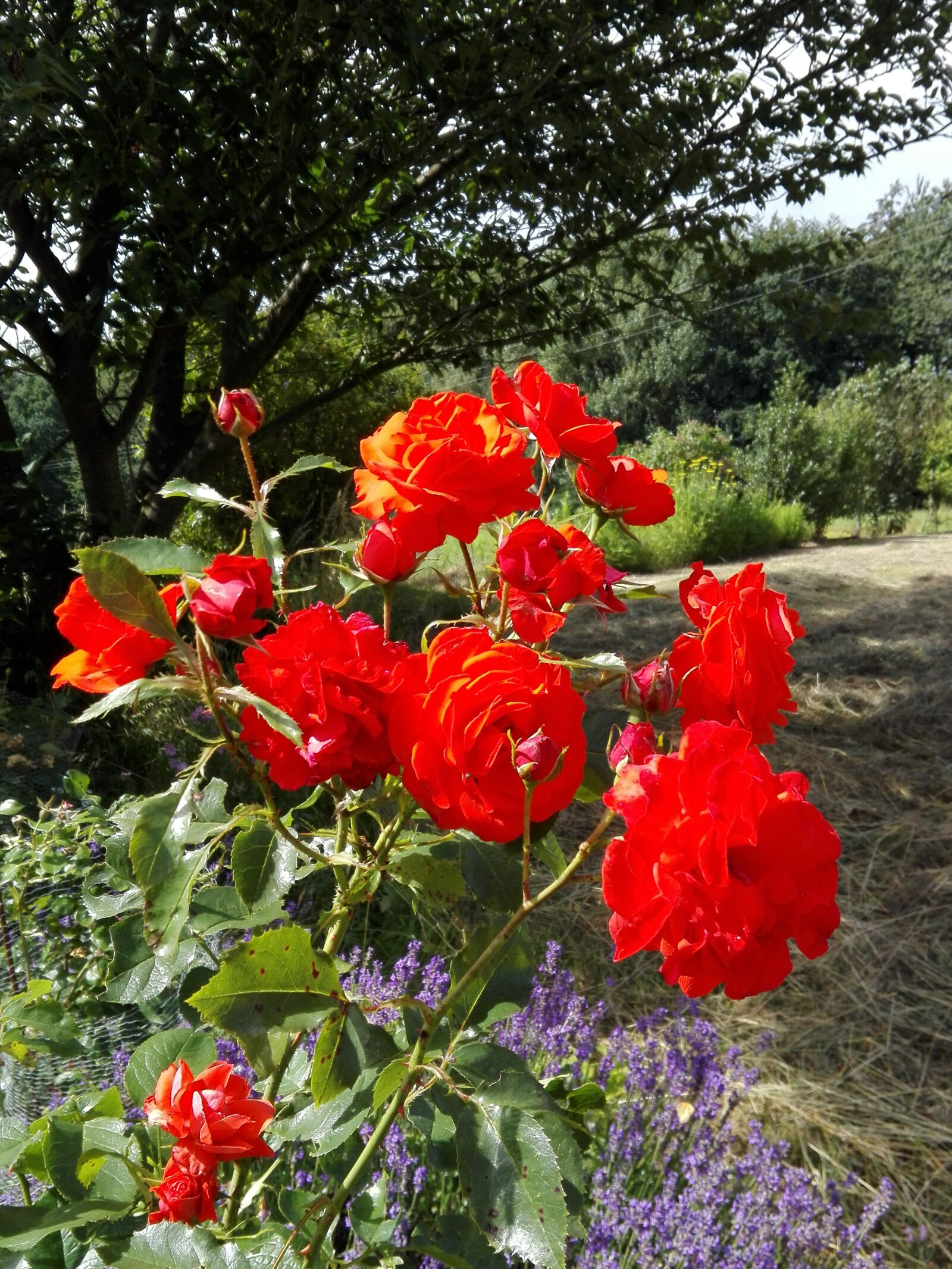 HUAWEI ALE-L21 sample photo. Flowers, nature, garden photography