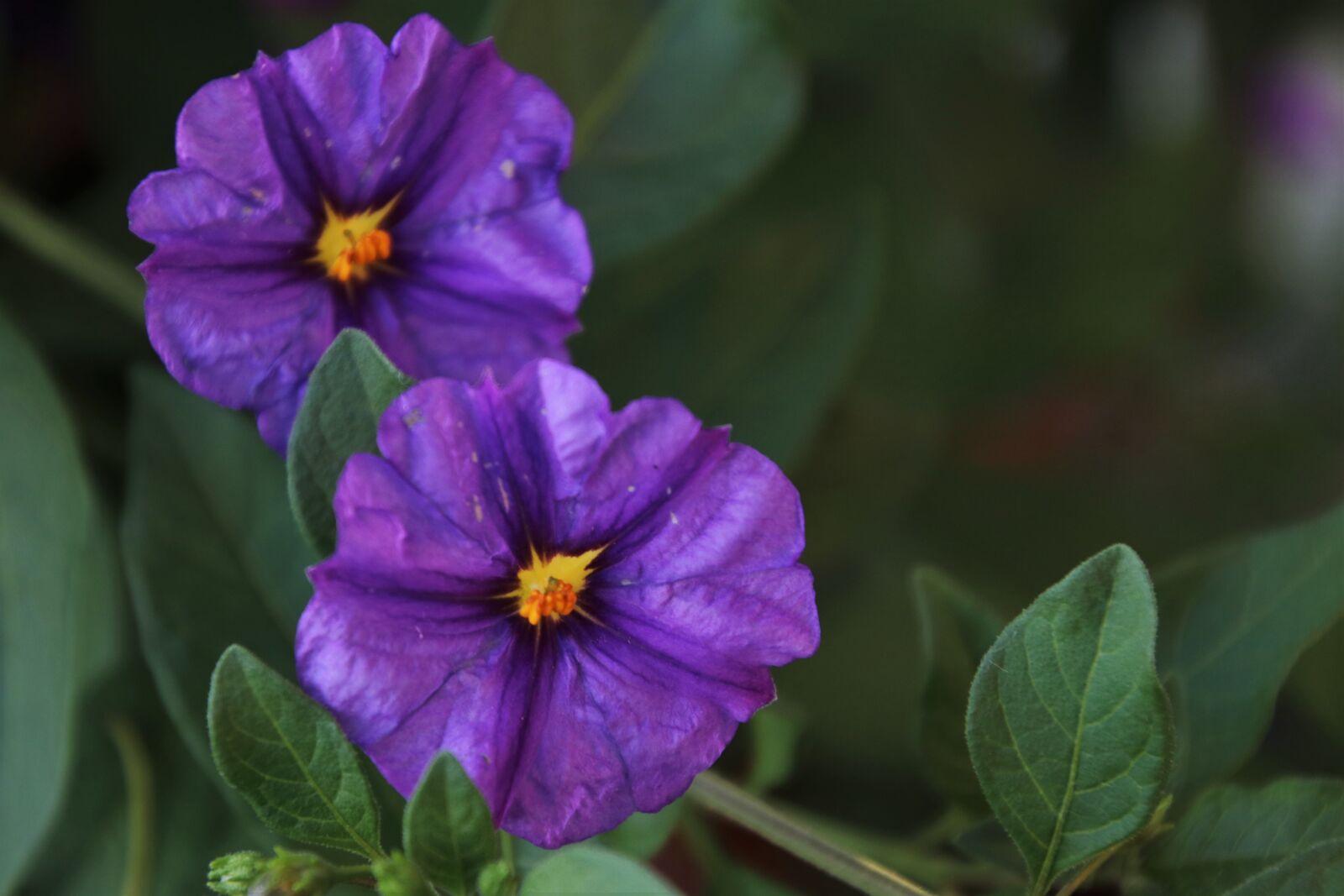 Canon EOS 80D sample photo. Two, para, flowers photography