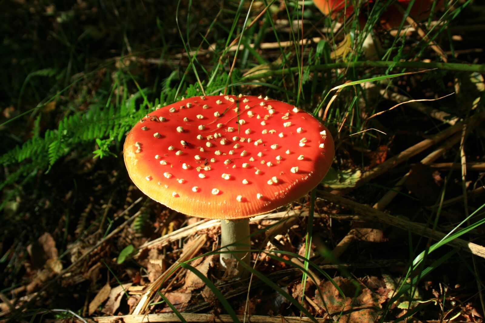 Canon EOS 400D (EOS Digital Rebel XTi / EOS Kiss Digital X) sample photo. Fly agaric, nature, autumn photography
