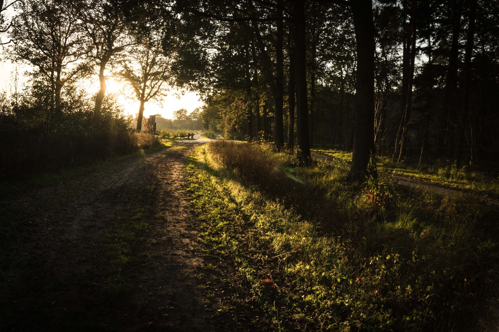 Sony a6300 sample photo. Sunset, forest, road photography