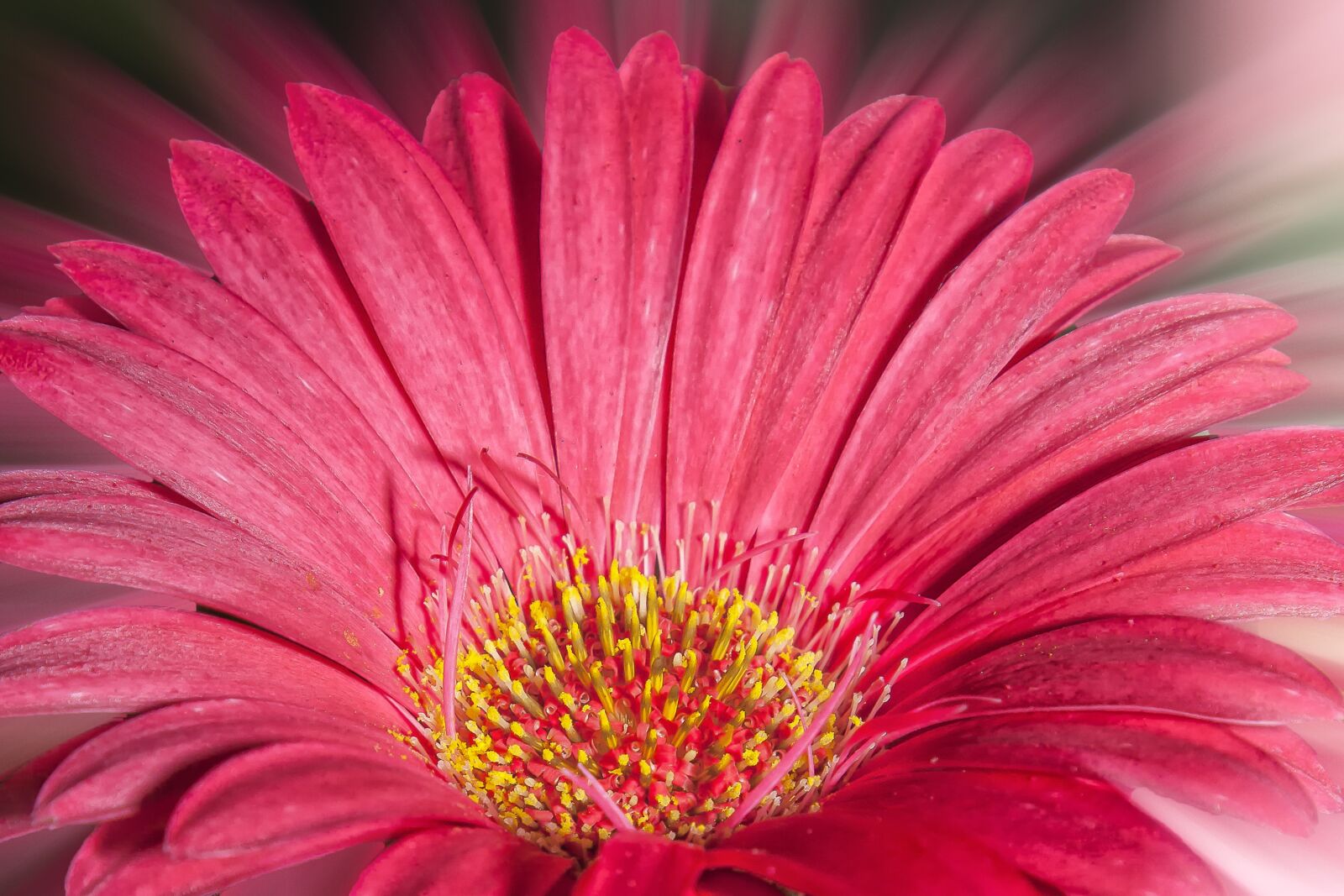 Canon EOS 50D + Canon EF 24-105mm F4L IS USM sample photo. Gerbera, pink, flower photography