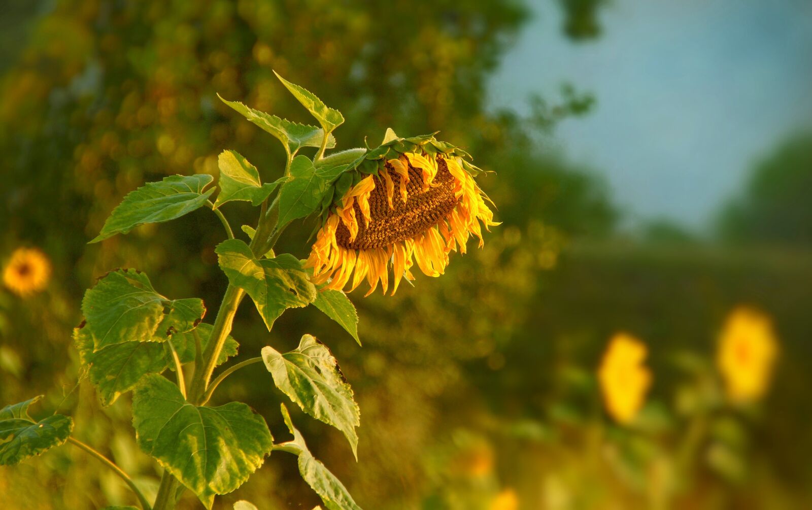 Sony SLT-A58 sample photo. Sunflower, field, blossom photography