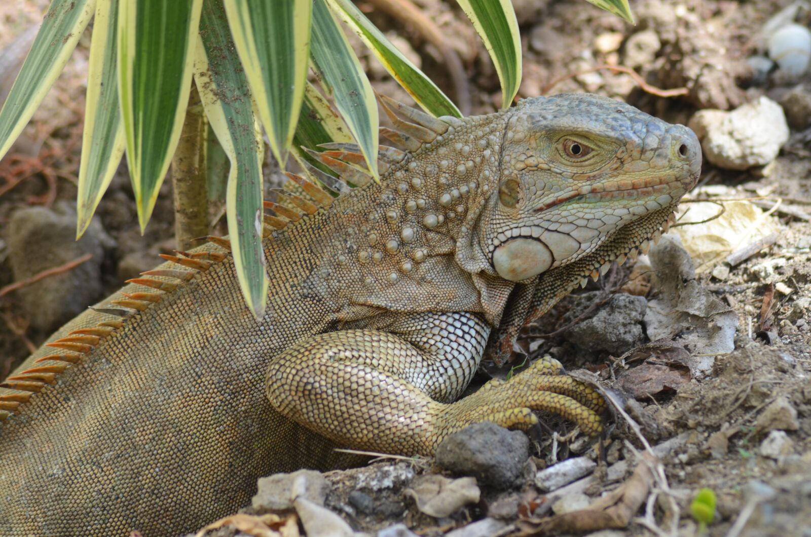 Nikon D5100 sample photo. Iguana, ponte, eggs photography