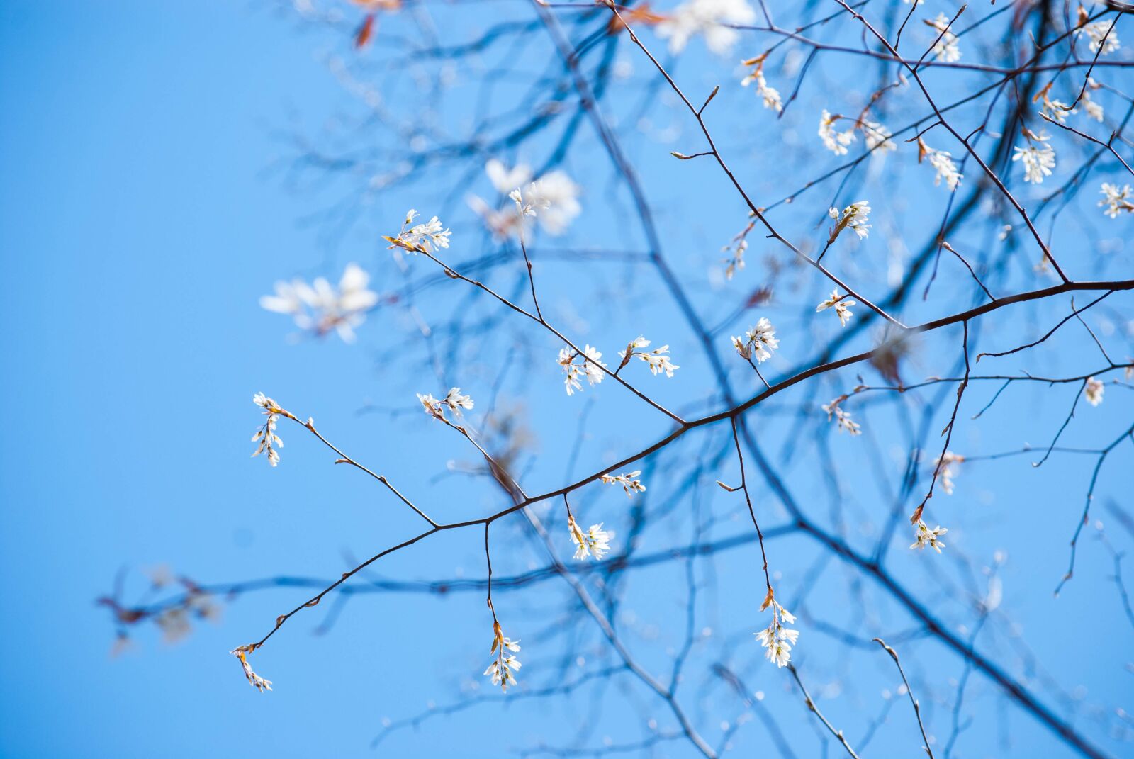 Nikon D60 sample photo. White, flowers, tree photography
