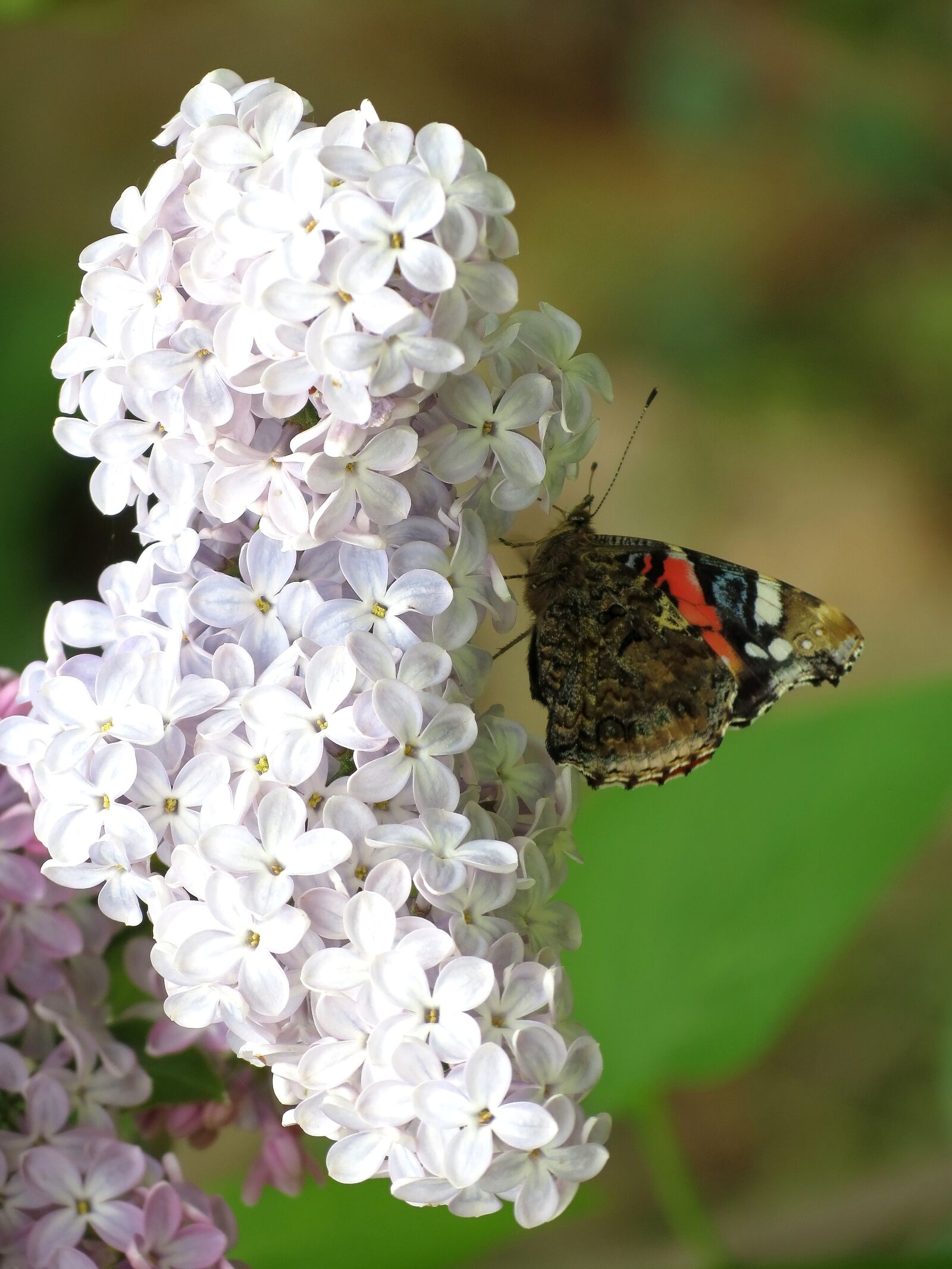 Canon PowerShot SX40 HS sample photo. Nectar, ali, butterfly photography