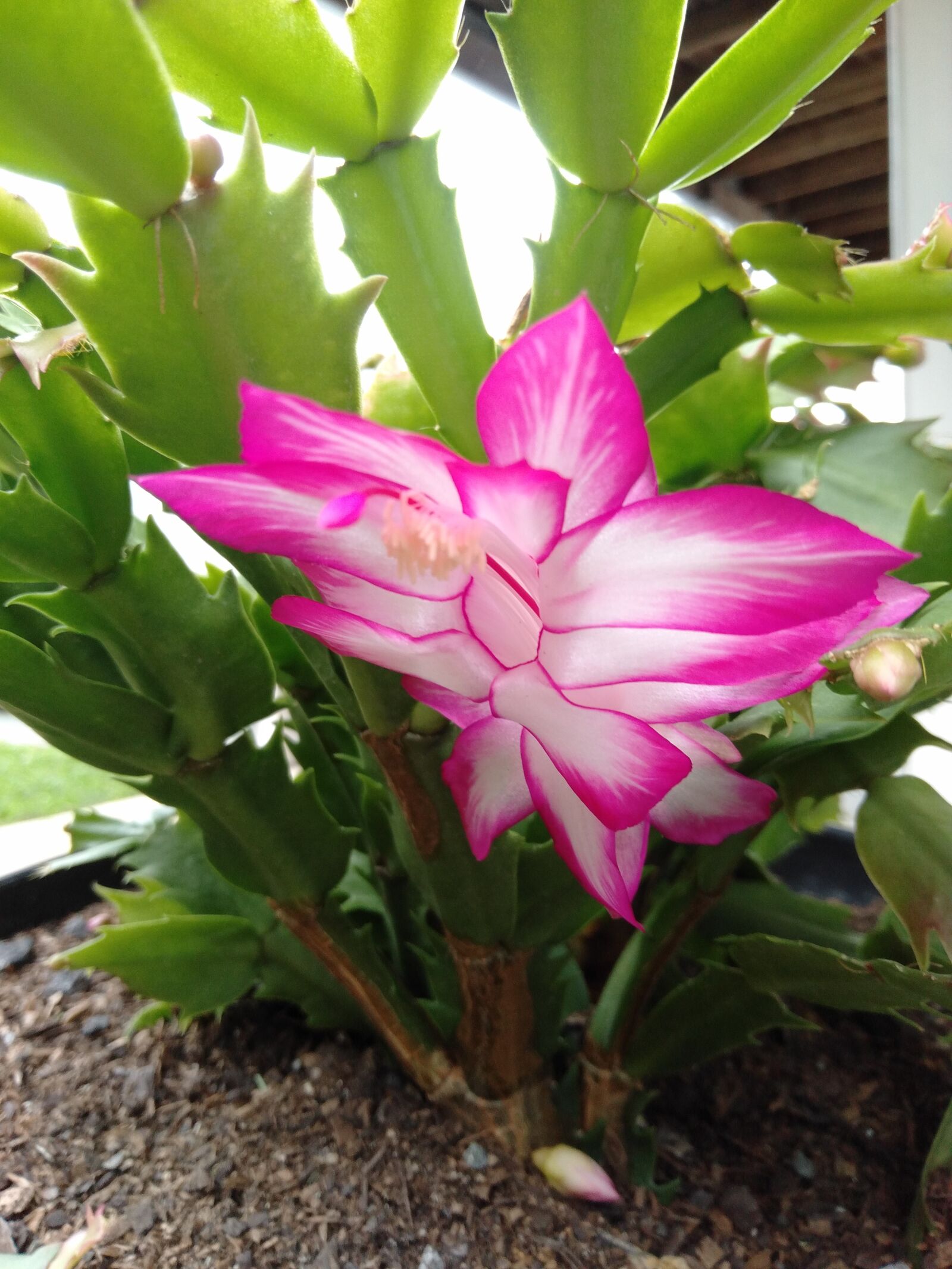 OPPO AX7 sample photo. Blooming, plant in flower photography