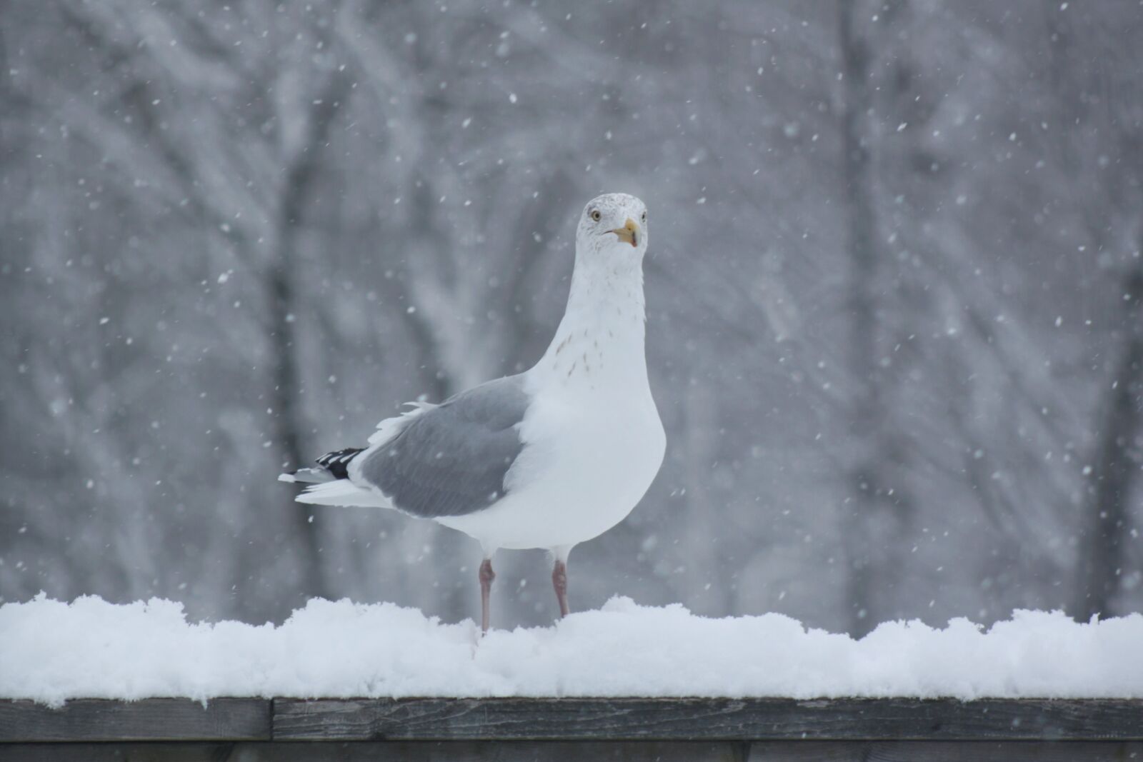 Canon EOS 50D sample photo. Seagull, snowing, railing photography