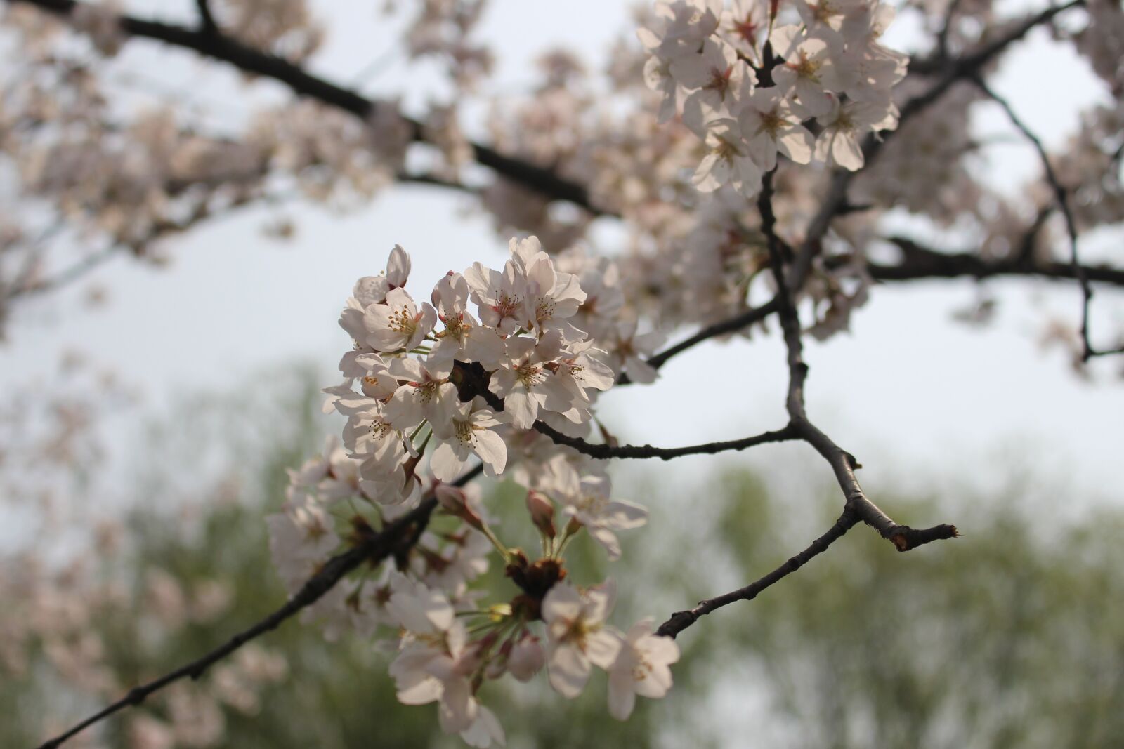 Canon EOS 700D (EOS Rebel T5i / EOS Kiss X7i) sample photo. Cherry blossom, tree, spring photography
