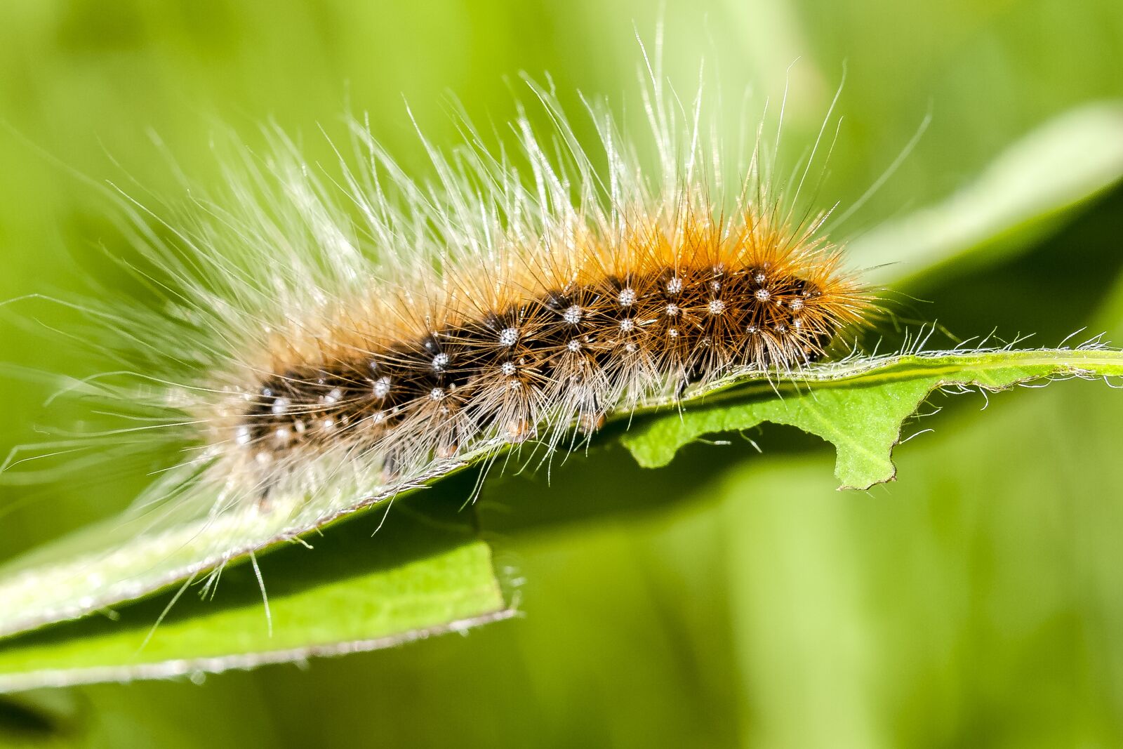 Olympus E-3 sample photo. Caterpillar, brown bear, nature photography