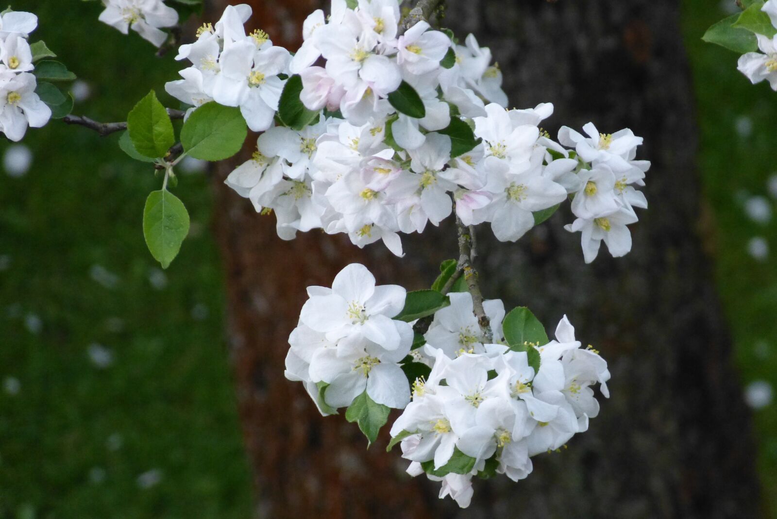 Panasonic Lumix DMC-FZ150 sample photo. Apple tree, apple blossom photography