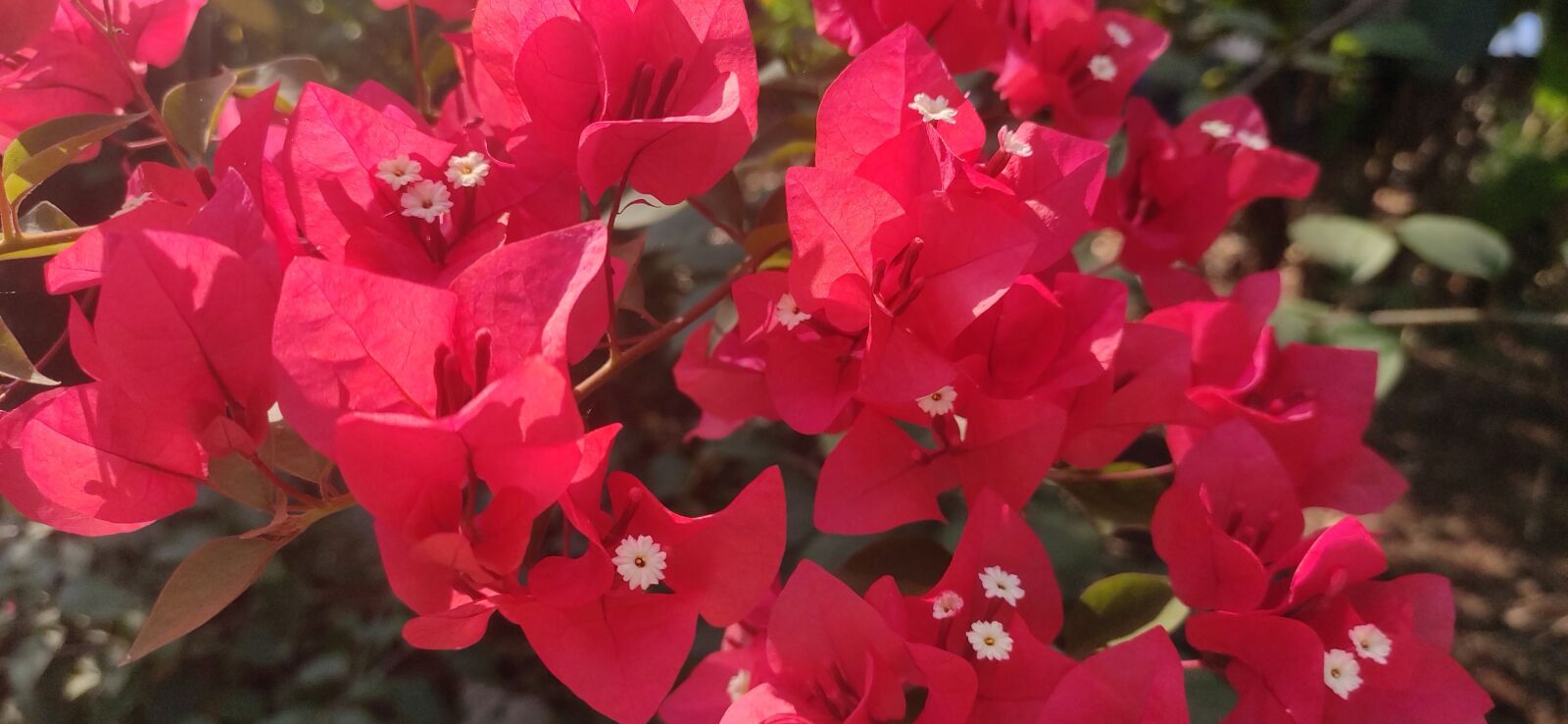Xiaomi Redmi Note 7 Pro sample photo. Flower, red, nature photography