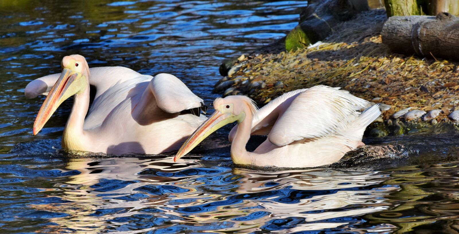 Nikon D7200 sample photo. Pelikan, water bird, pink photography