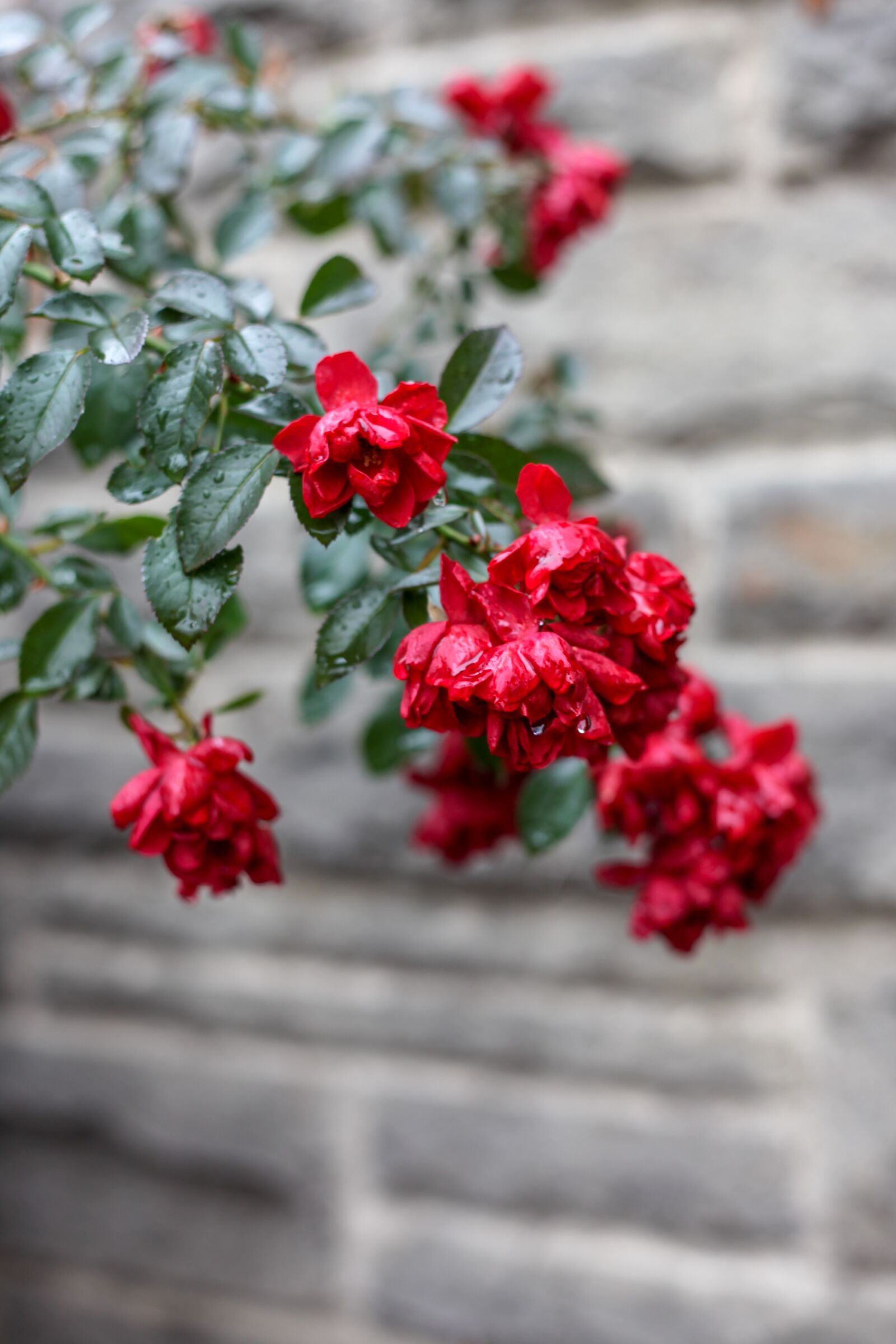Canon EOS 5D Mark II sample photo. Flowers, red, wet photography