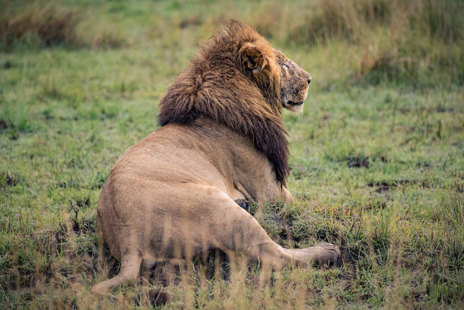 Nikon D750 sample photo. Lion, africa, safari photography