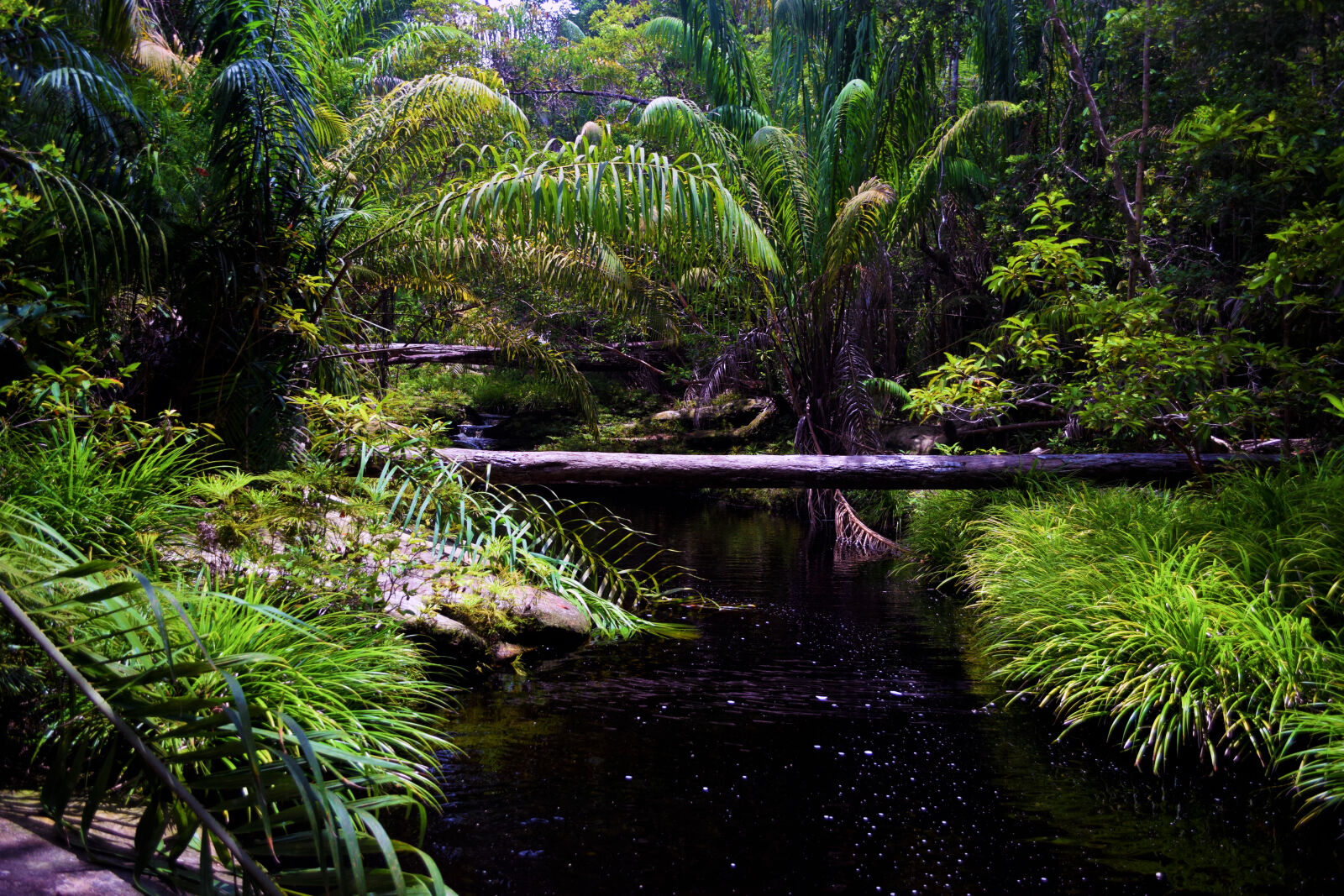 Nikon D5300 sample photo. Borneo, green, jungle, stream photography